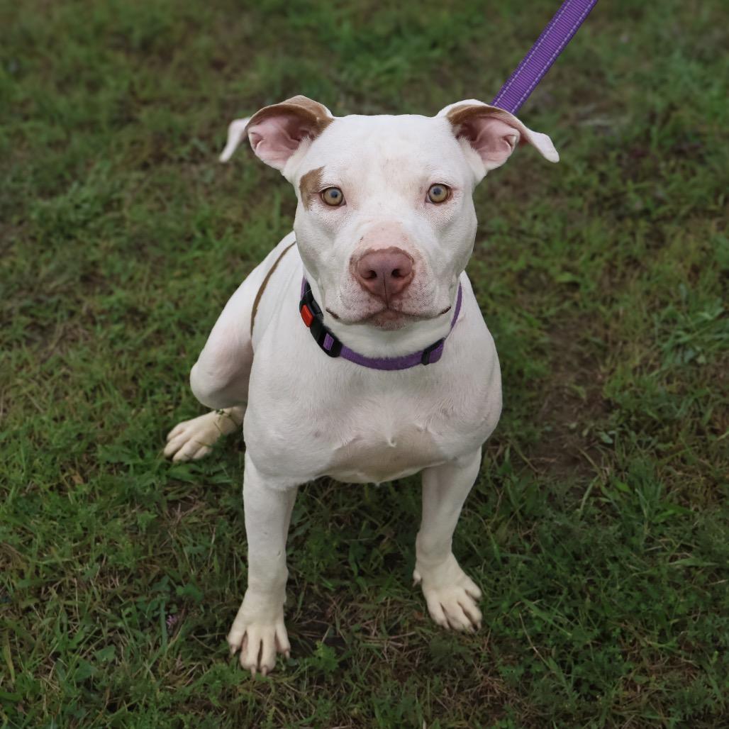 Enlarge Peaches, a Adoptable Pit Bull Terrier in Valparaiso, IN image 2/2