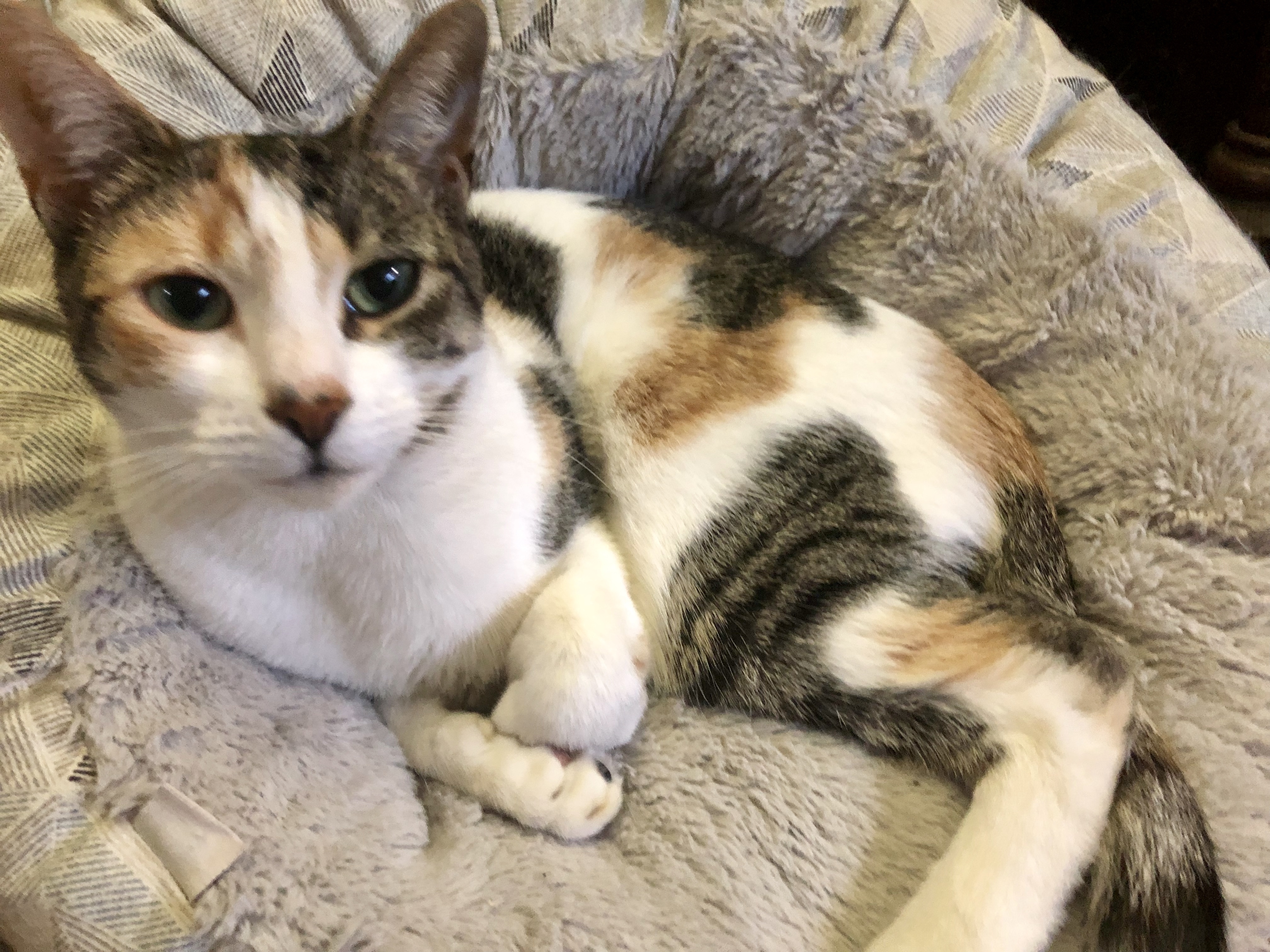 Athens, a Adoptable Dilute Calico in Westfield, NJ image 1/5