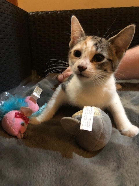 Athens, a Adoptable Dilute Calico in Westfield, NJ image 2/5
