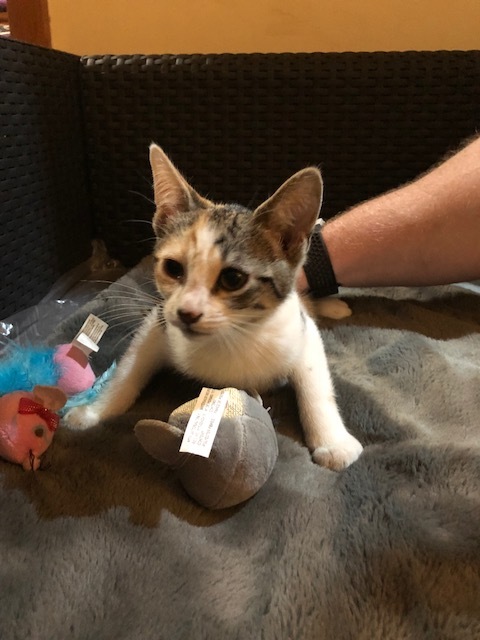 Athens, a Adoptable Dilute Calico in Westfield, NJ image 3/5