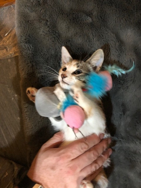 Athens, a Adoptable Dilute Calico in Westfield, NJ image 4/5
