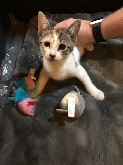 Athens, a Adoptable Dilute Calico in Westfield, NJ image 5/5