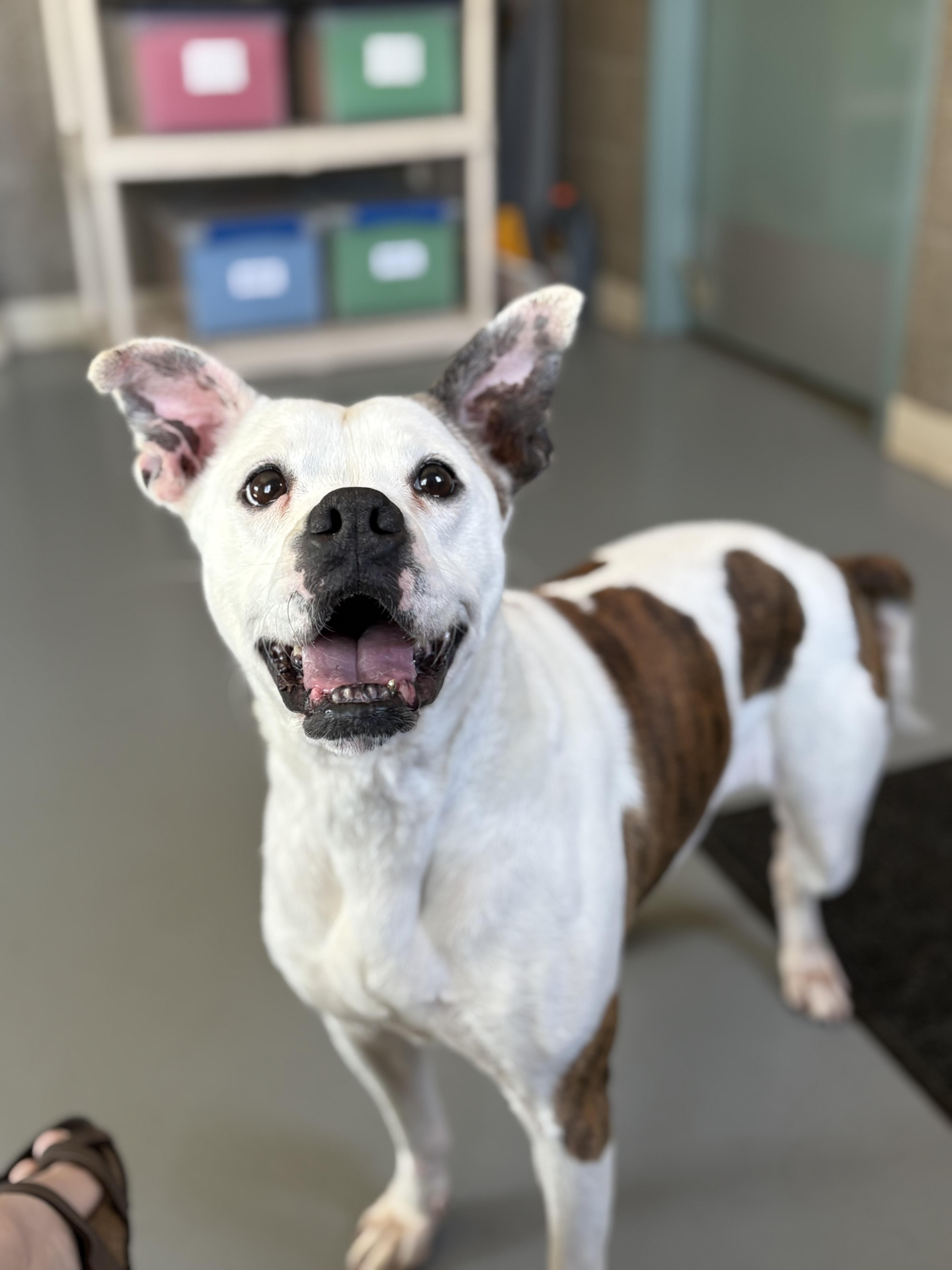 Enlarge Presley, a Adoptable mixed breed in Zimmerman, MN image 5/6