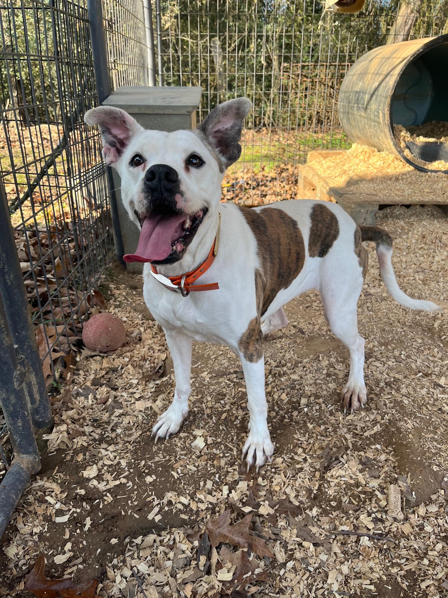 Enlarge Presley, a Adoptable mixed breed in Zimmerman, MN image 2/3