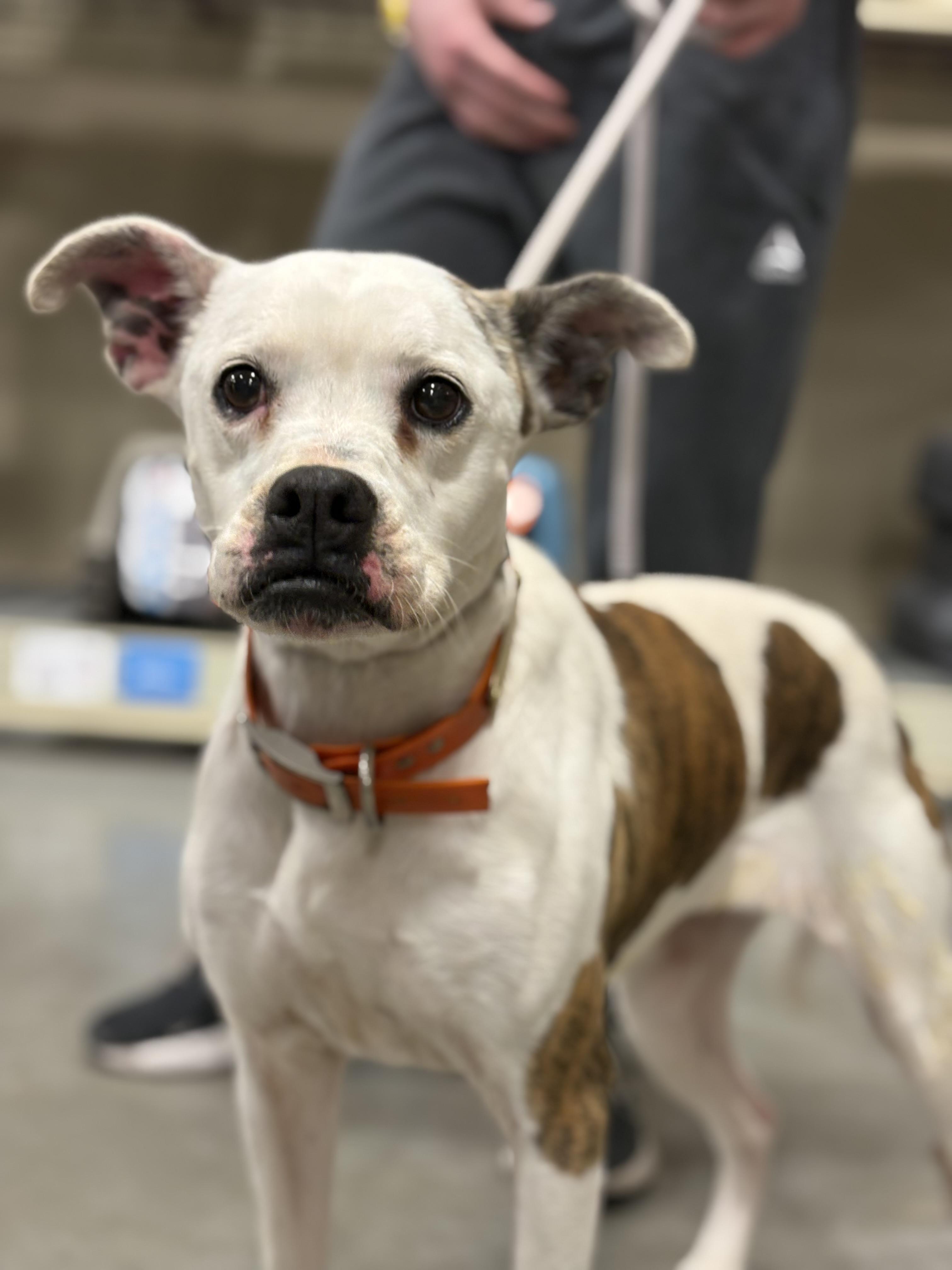 Enlarge Presley, a Adoptable mixed breed in Zimmerman, MN image 1/3