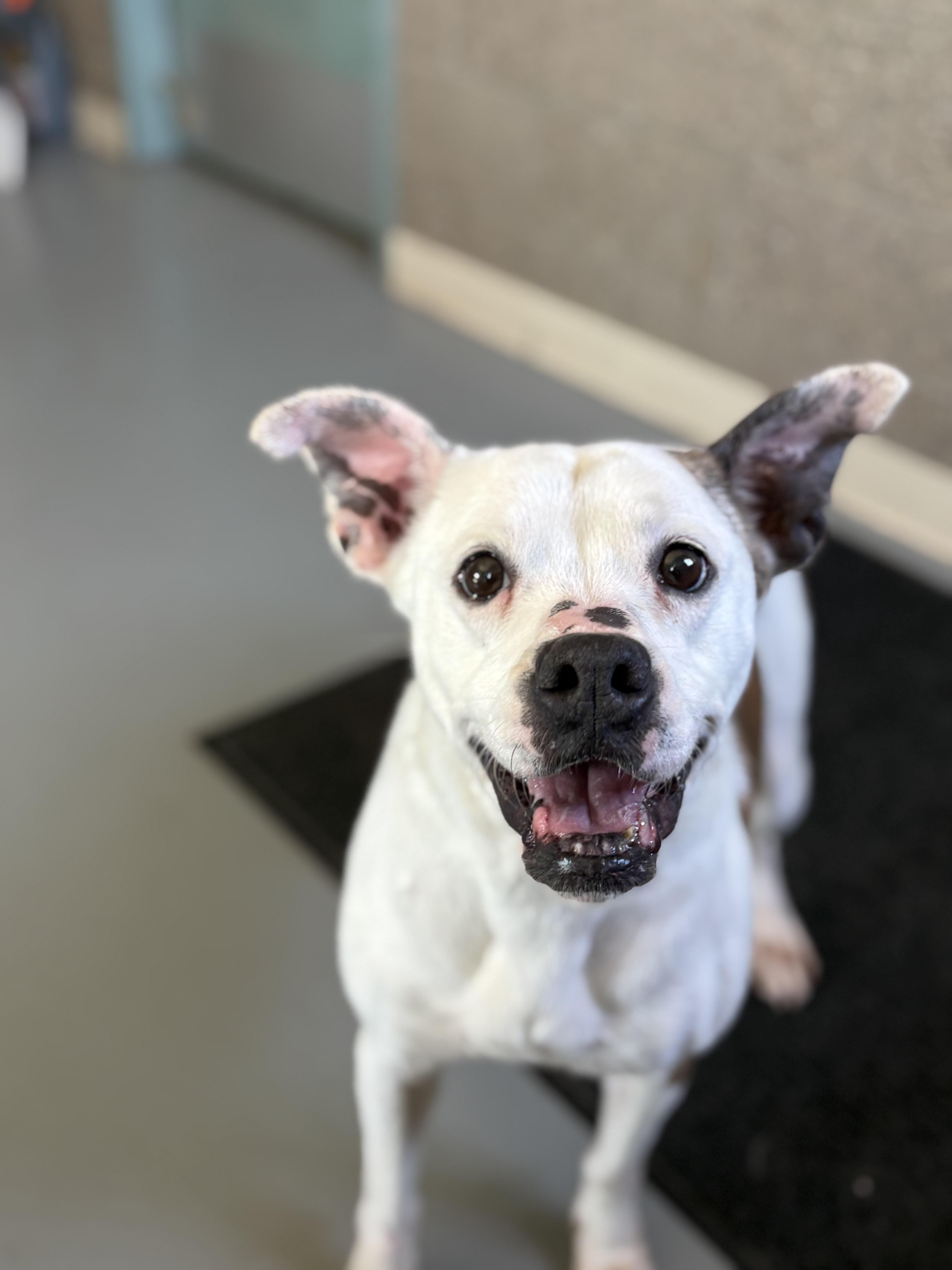 Enlarge Presley, a Adoptable mixed breed in Zimmerman, MN image 6/6