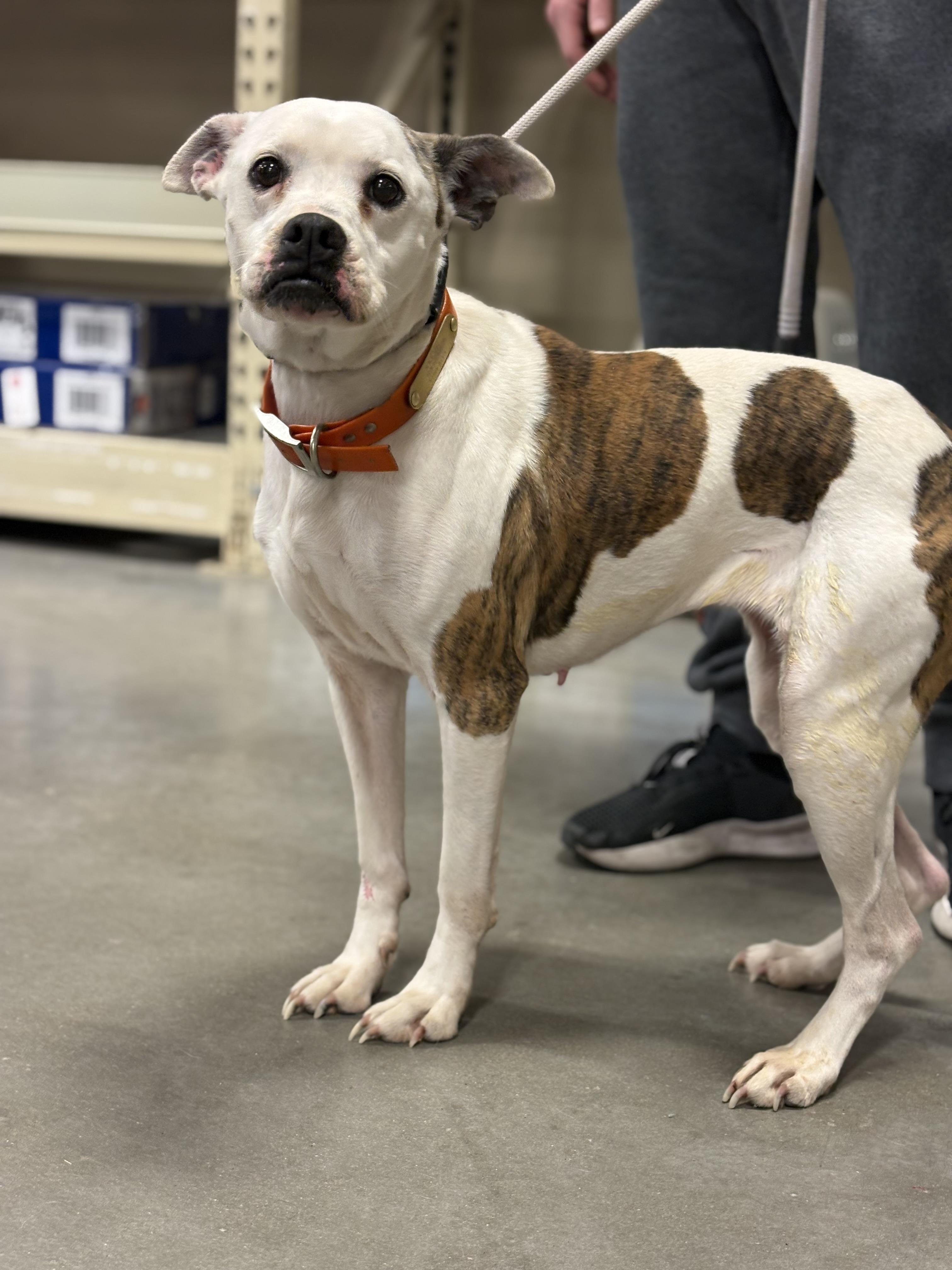 Enlarge Presley, a Adoptable mixed breed in Zimmerman, MN image 3/3