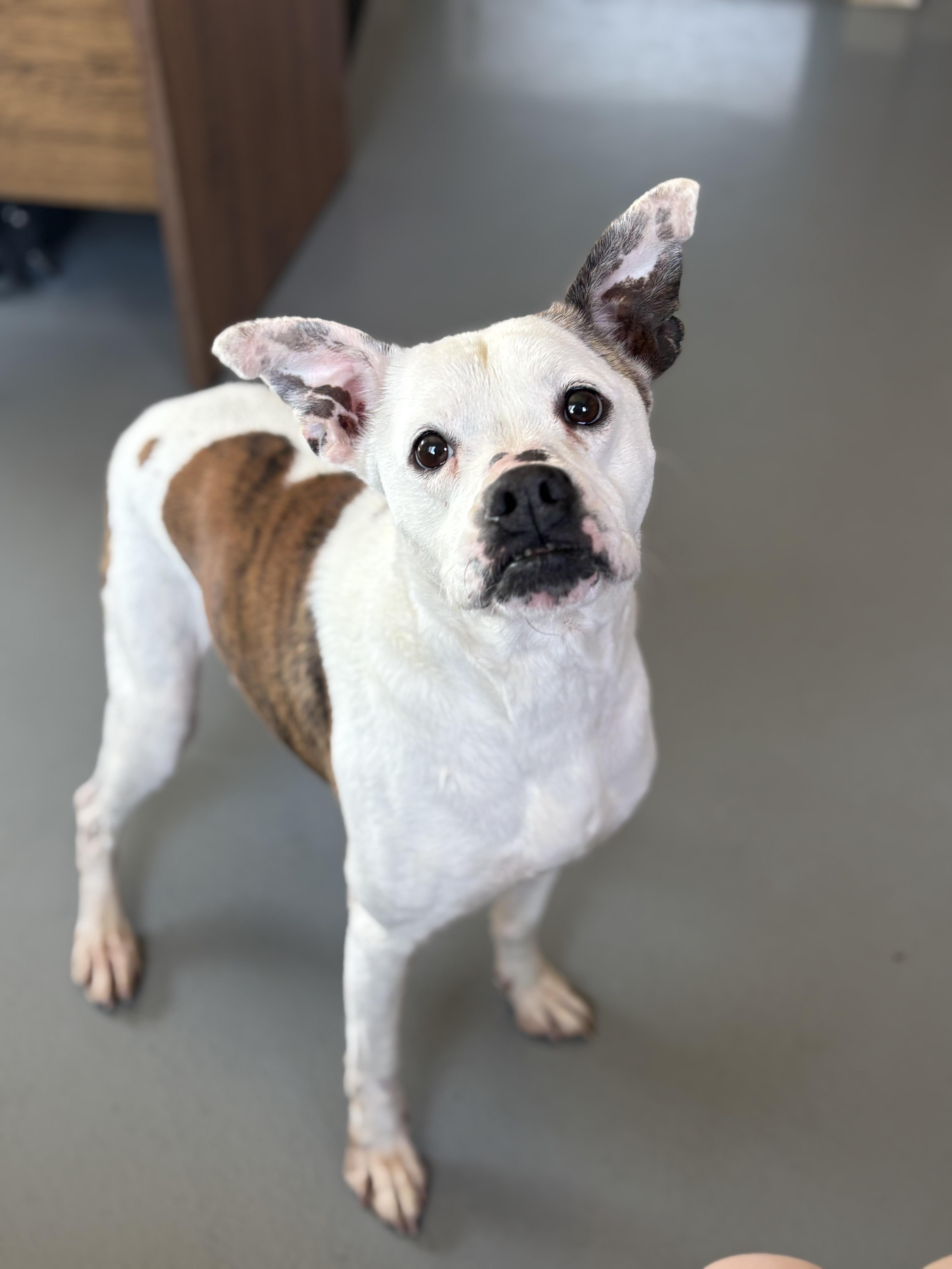 Enlarge Presley, a Adoptable mixed breed in Zimmerman, MN image 1/6