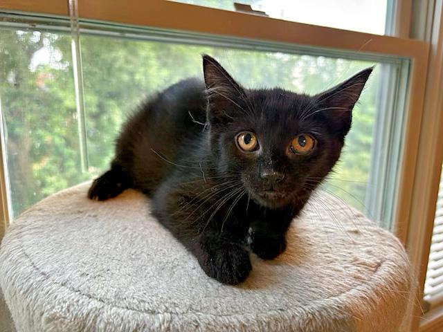Enlarge Johnny, a Adoptable Domestic Short Hair in Pittsburgh, PA image 1/1
