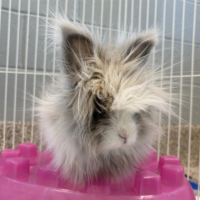 GRUMP, Adoptable, Adult Male Lionhead.