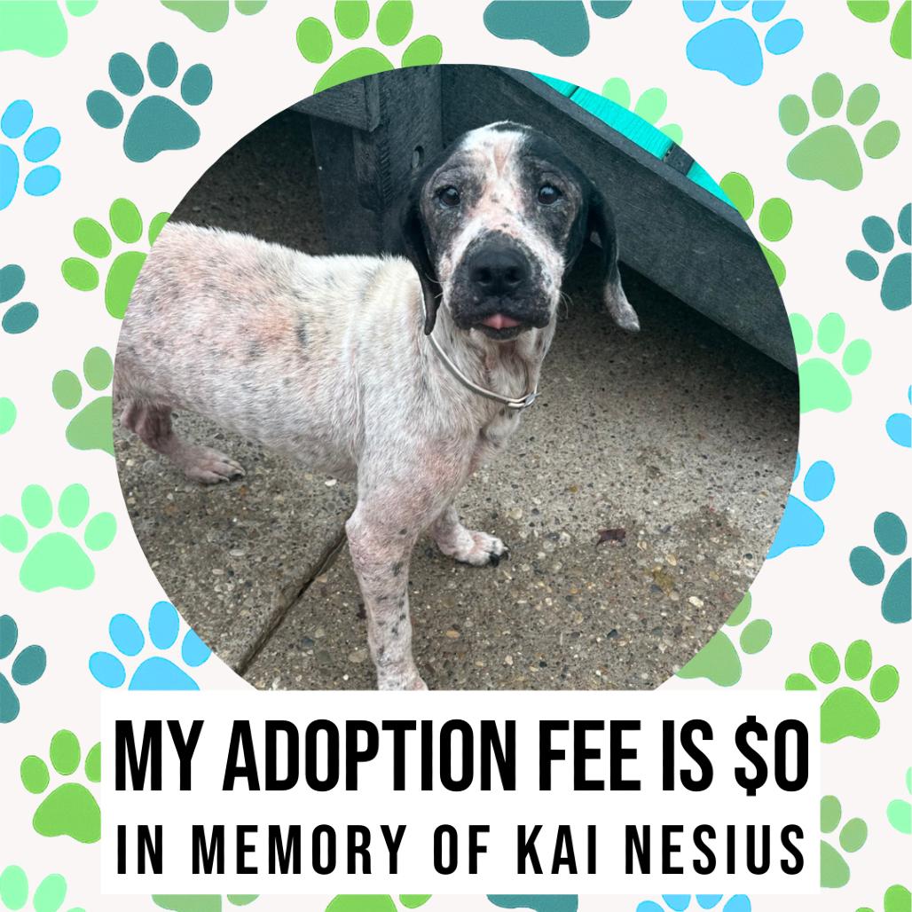 Sweet Loaf, a Adoptable Mixed Breed in Charleston, WV image 3/4