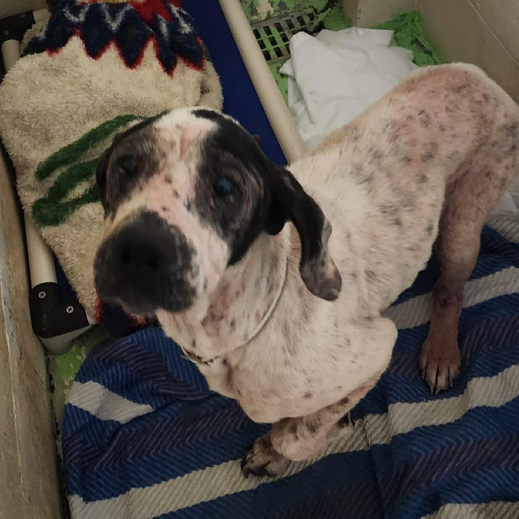 Sweet Loaf, a Adoptable Mixed Breed in Charleston, WV image 4/4