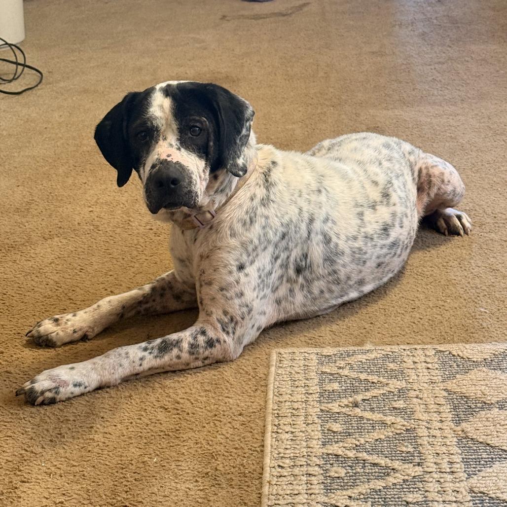Sweet Loaf, a Adoptable Mixed Breed in Charleston, WV image 5/5