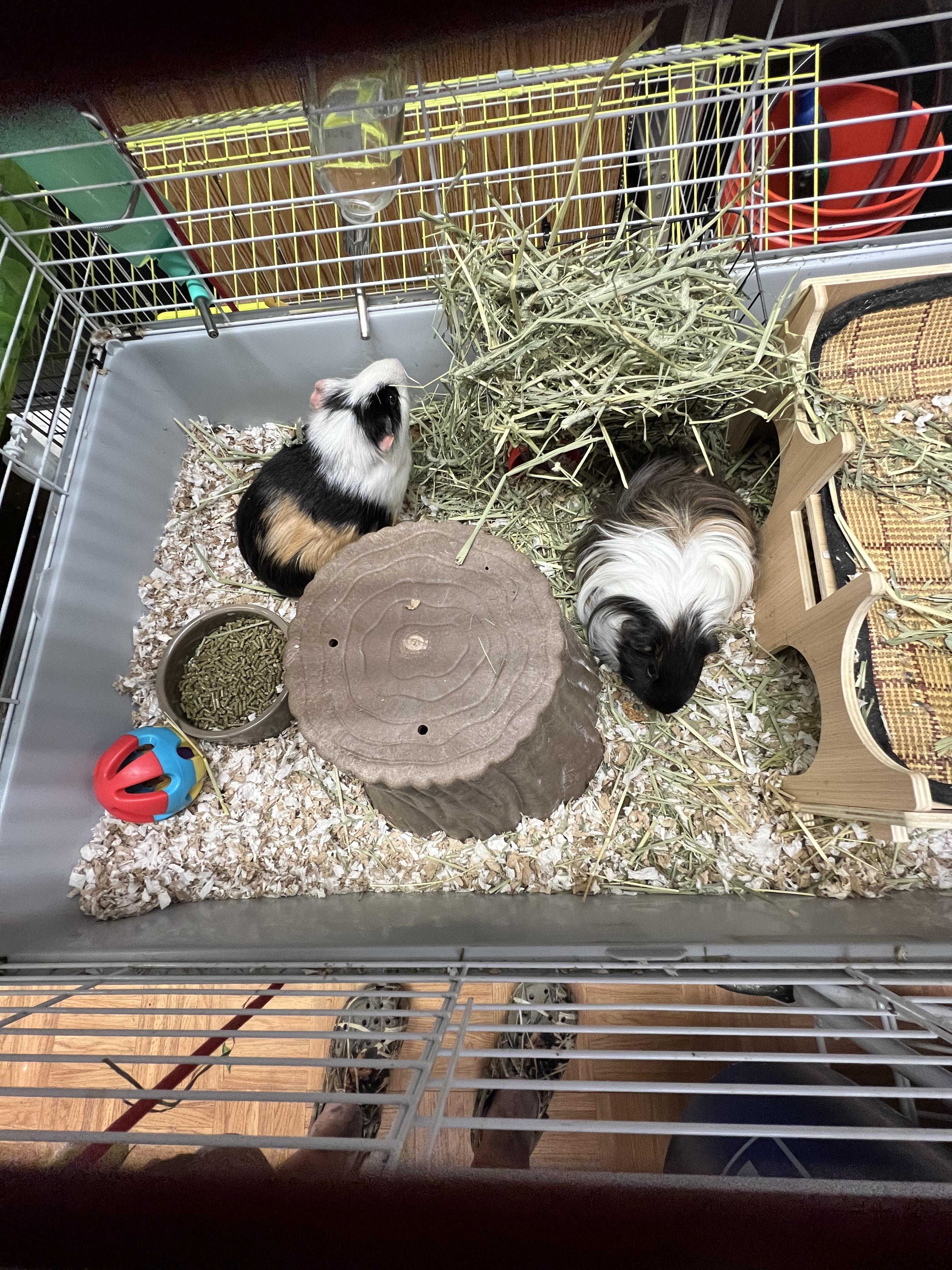 Enlarge Mocha and Coco, a ADOPTABLE mixed breed in Hillsborough, NJ image 1/4