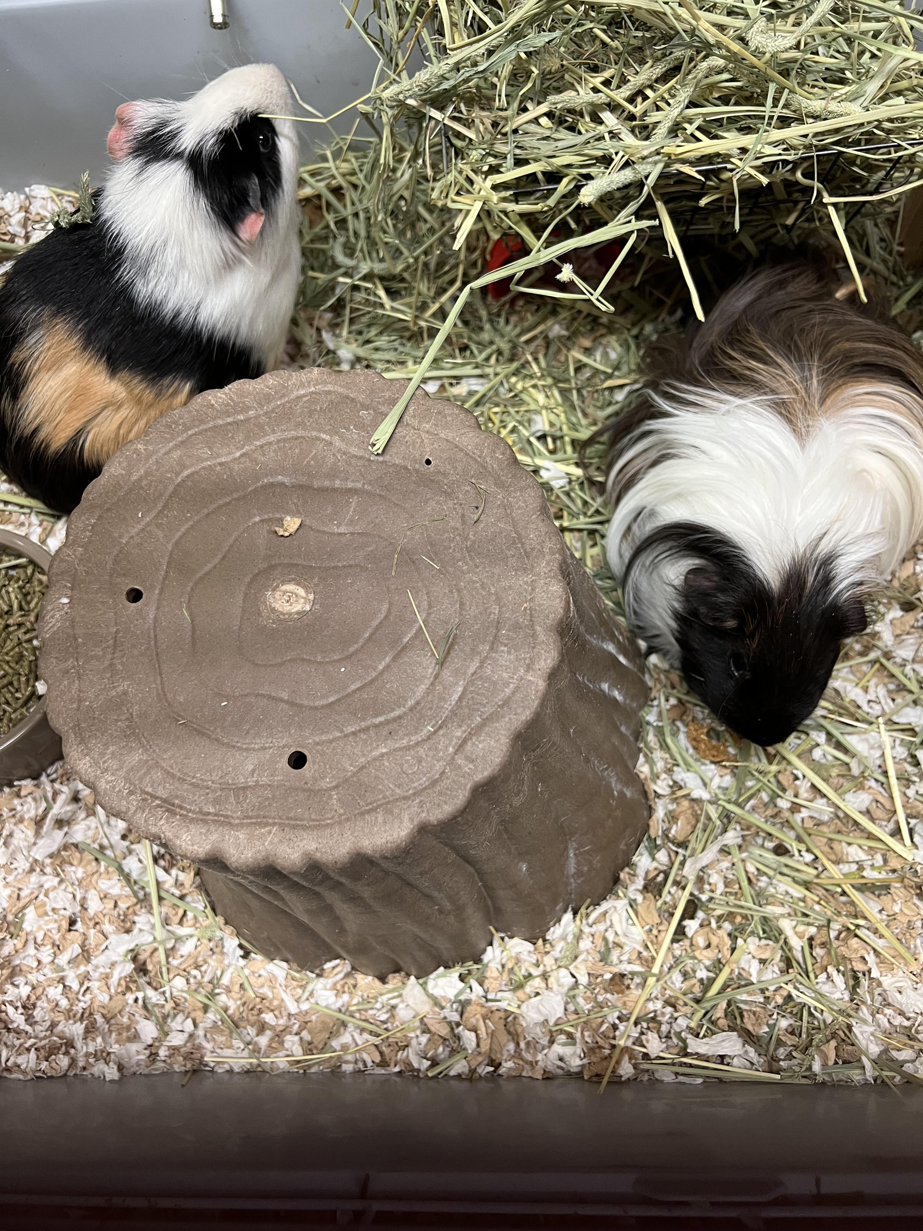 Enlarge Mocha and Coco, a ADOPTABLE mixed breed in Hillsborough, NJ image 2/4