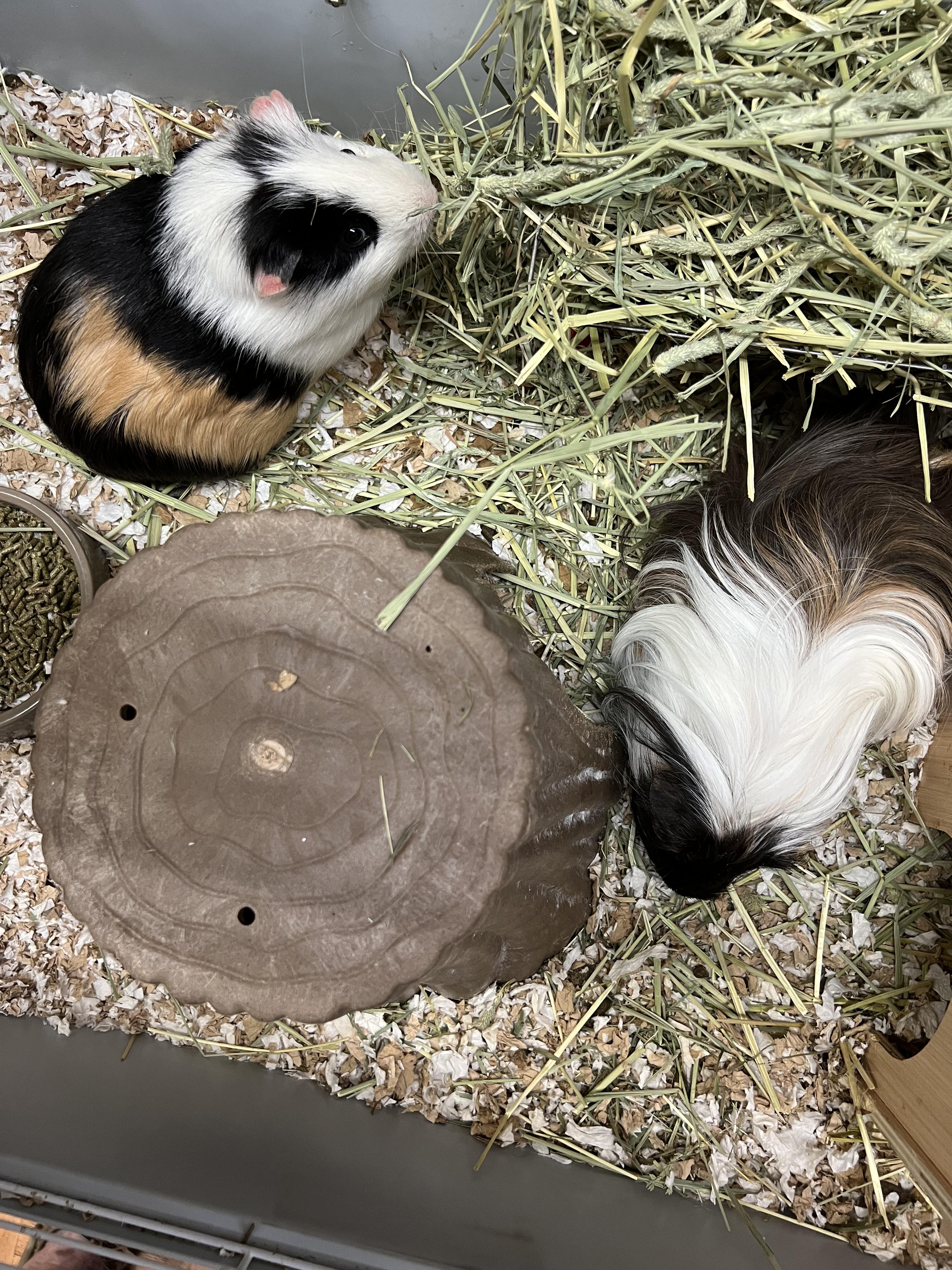 Enlarge Mocha and Coco, a ADOPTABLE mixed breed in Hillsborough, NJ image 4/4