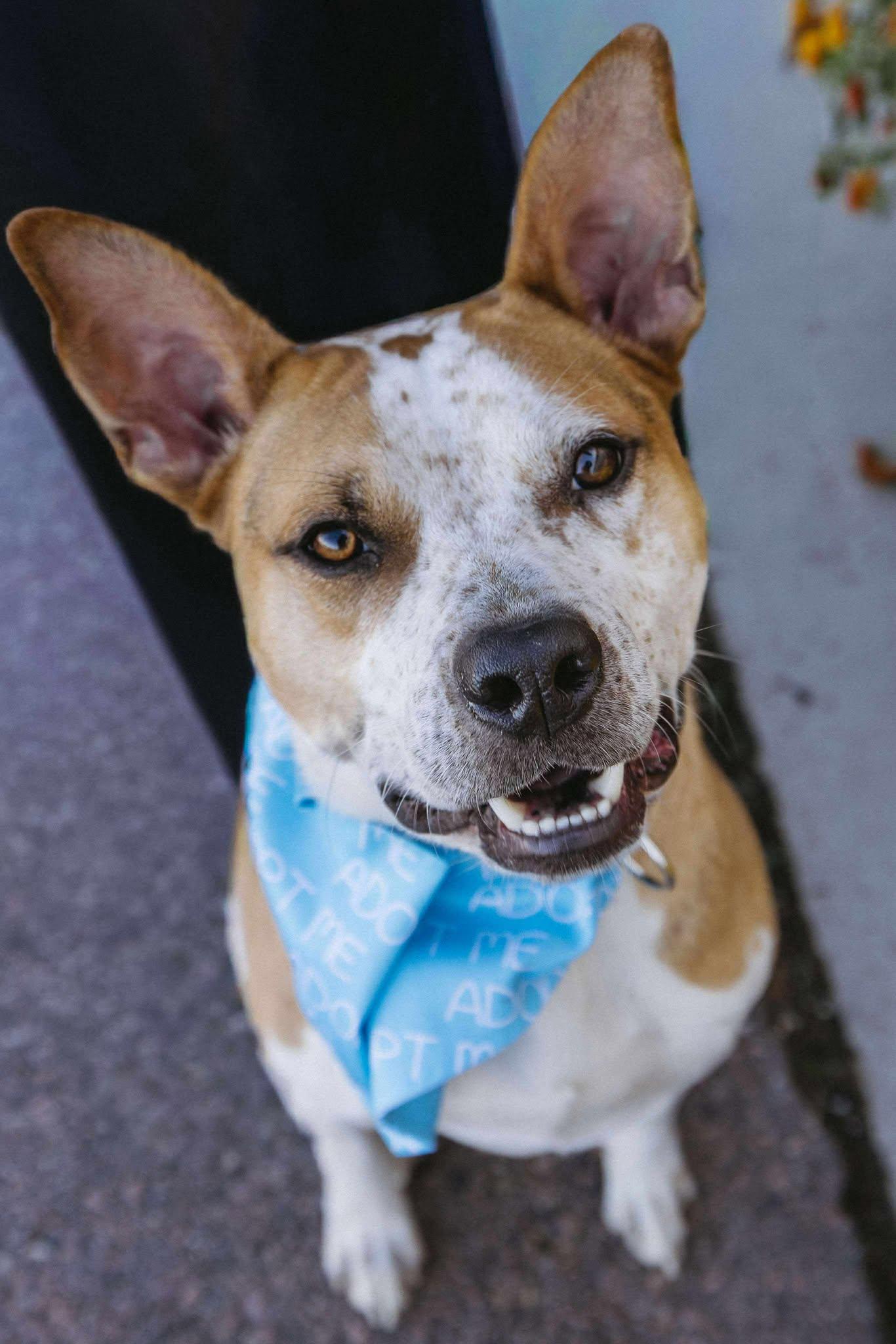 Bogey, a Adoptable Mixed Breed in Sioux Falls, SD image 6/6
