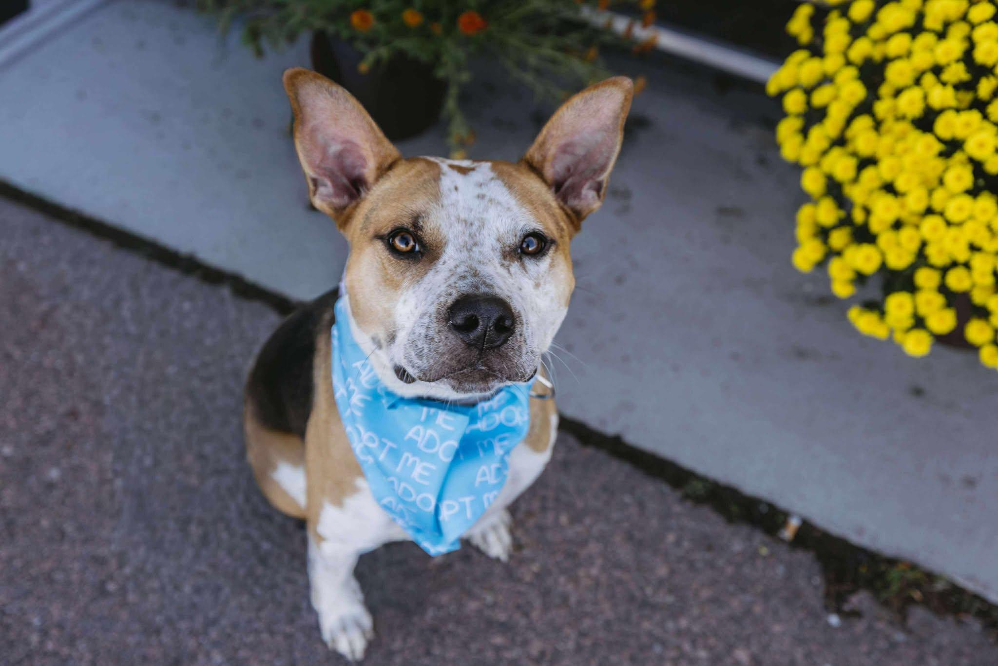 Bogey, an adoptable Mixed Breed in Sioux Falls, SD, 57109 | Photo Image 1