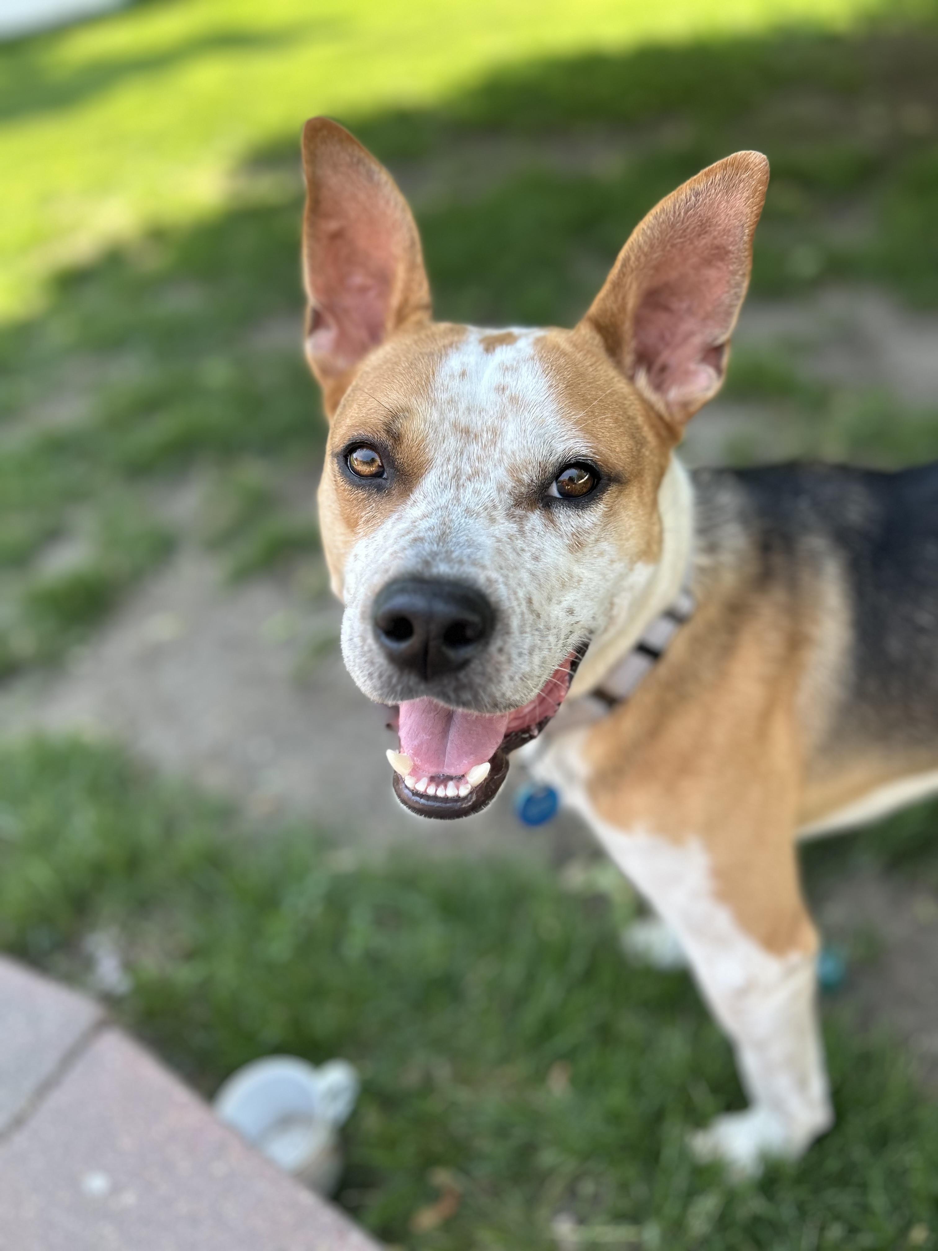 Bogey, a Adoptable Mixed Breed in Sioux Falls, SD image 2/6