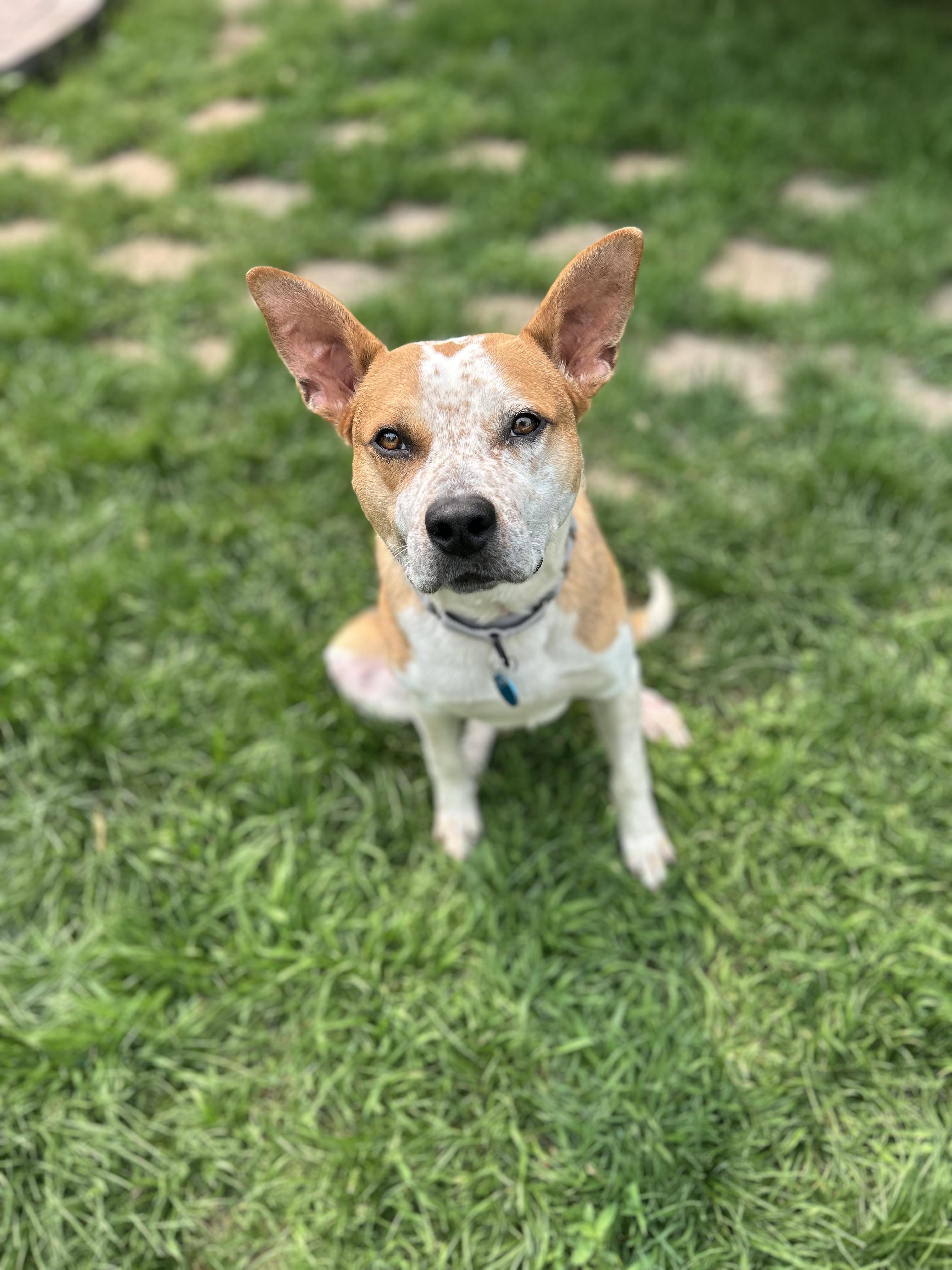 Bogey, a Adoptable Mixed Breed in Sioux Falls, SD image 3/6