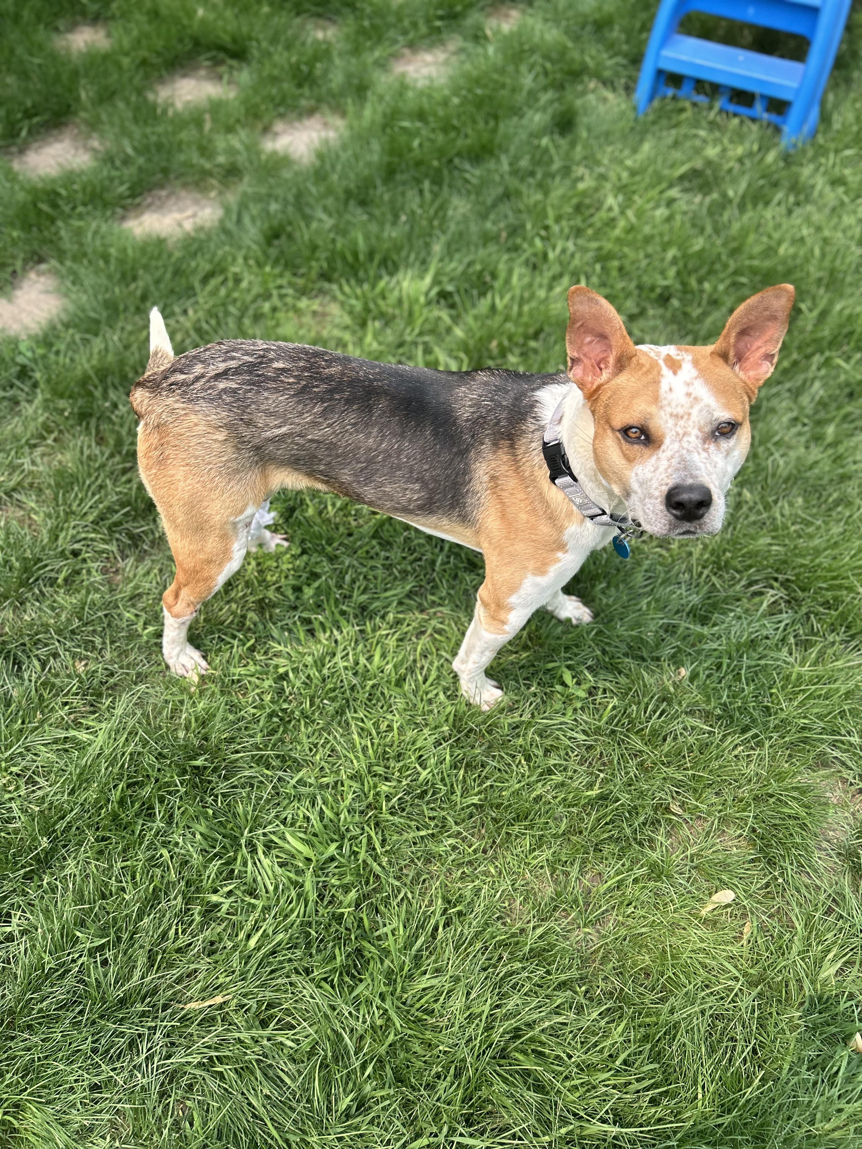 Bogey, a Adoptable Mixed Breed in Sioux Falls, SD image 4/6