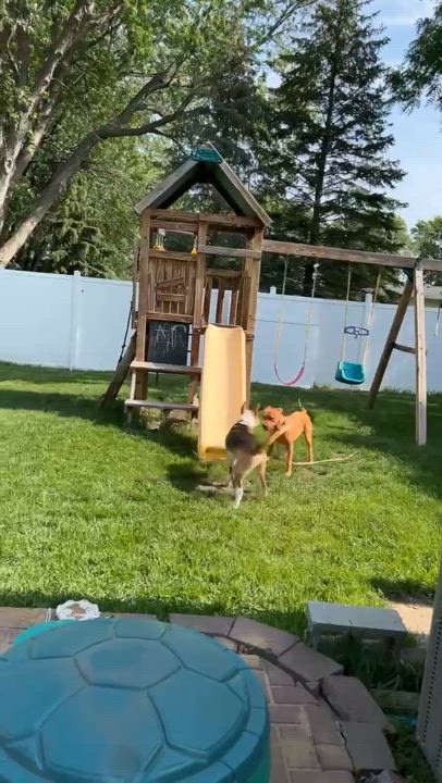 Enlarge Bogey, a Adoptable Mixed Breed in Sioux Falls, SD video 5/6