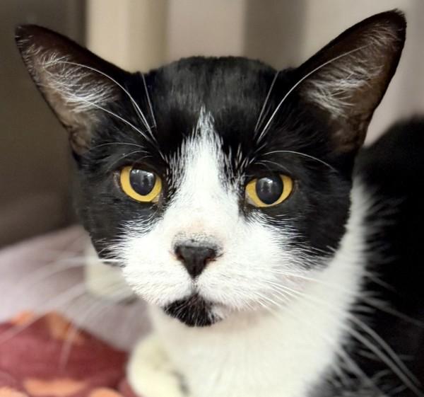 Enlarge Rain, a Adoptable mixed breed in Walnut Creek, CA image 1/1