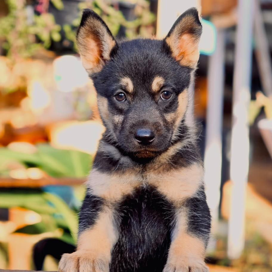 Enlarge Betty, a Adoptable mixed breed in San Diego, CA image 1/1