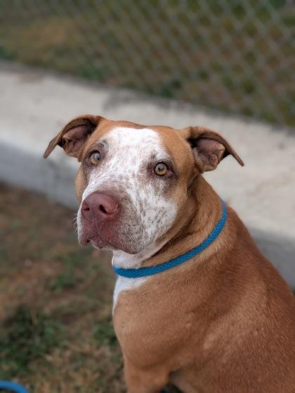 Kenzie, ADOPTABLE, Young Female Pit Bull Terrier & English Springer Spaniel.