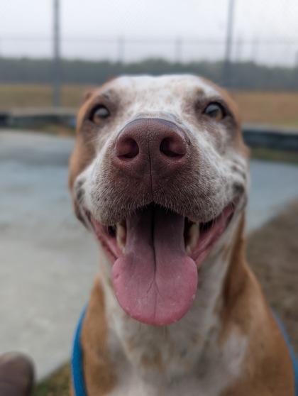 Enlarge Kenzie, a ADOPTABLE mixed breed image 2/3