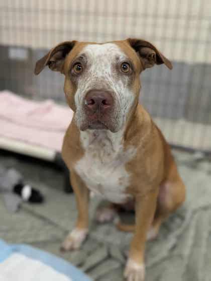 Enlarge Kenzie, a ADOPTABLE mixed breed image 3/3