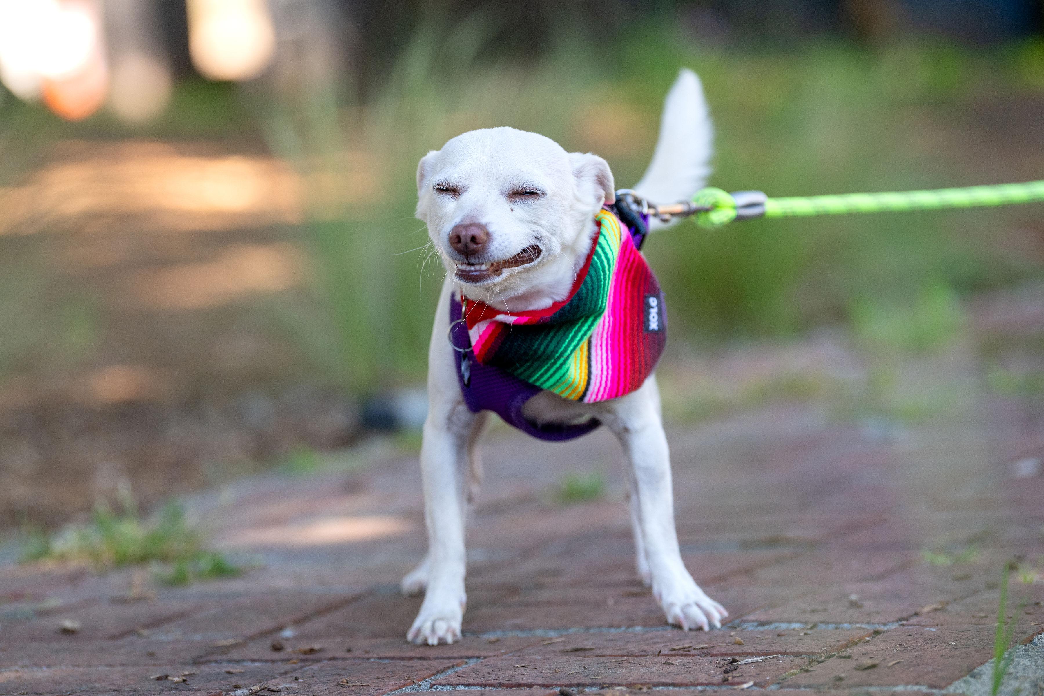 Enlarge Rubi, an adopted mixed breed in Santa Rosa, CA image 2/5