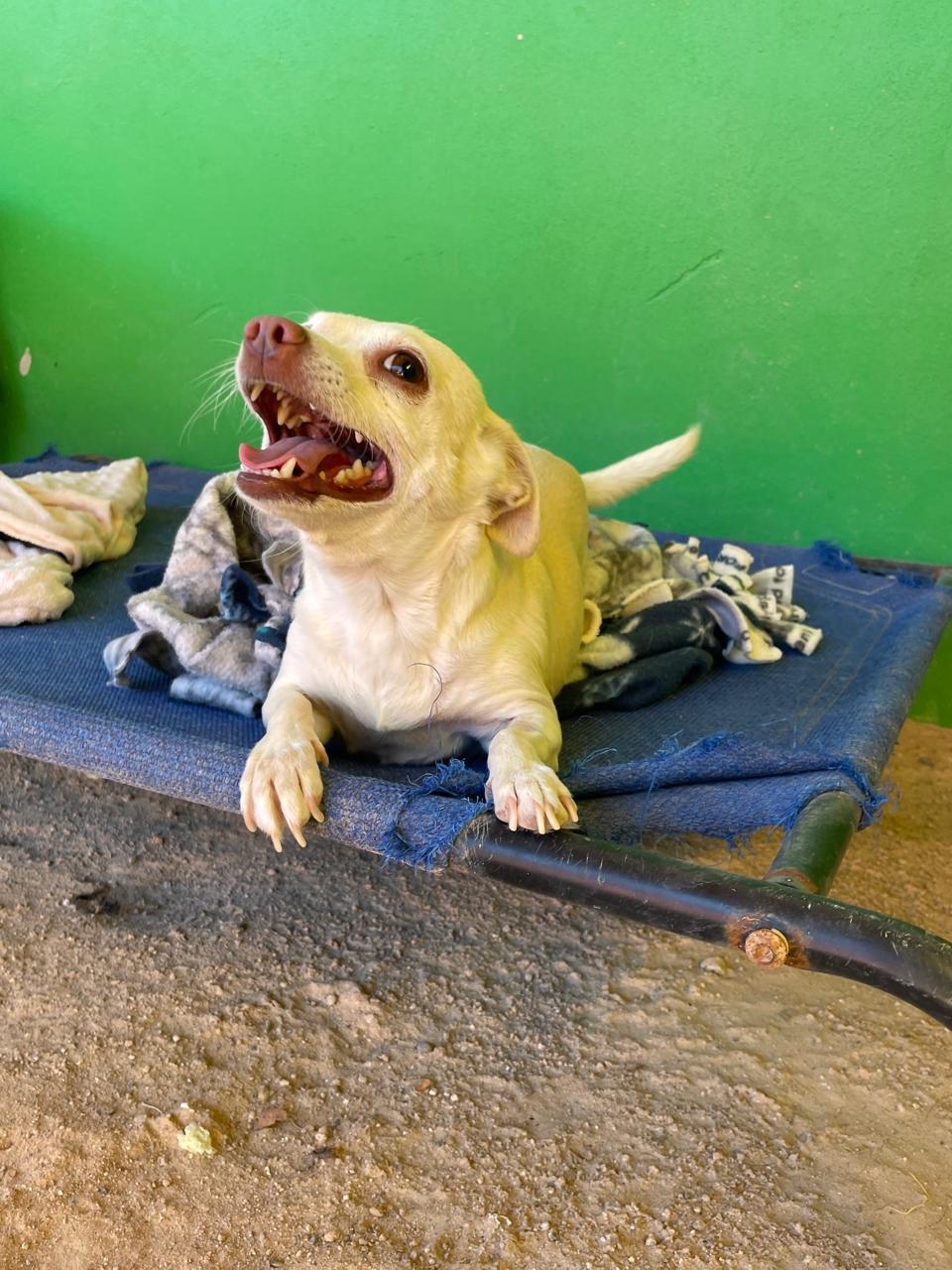 Enlarge Rubi, an adopted mixed breed in Santa Rosa, CA image 4/5