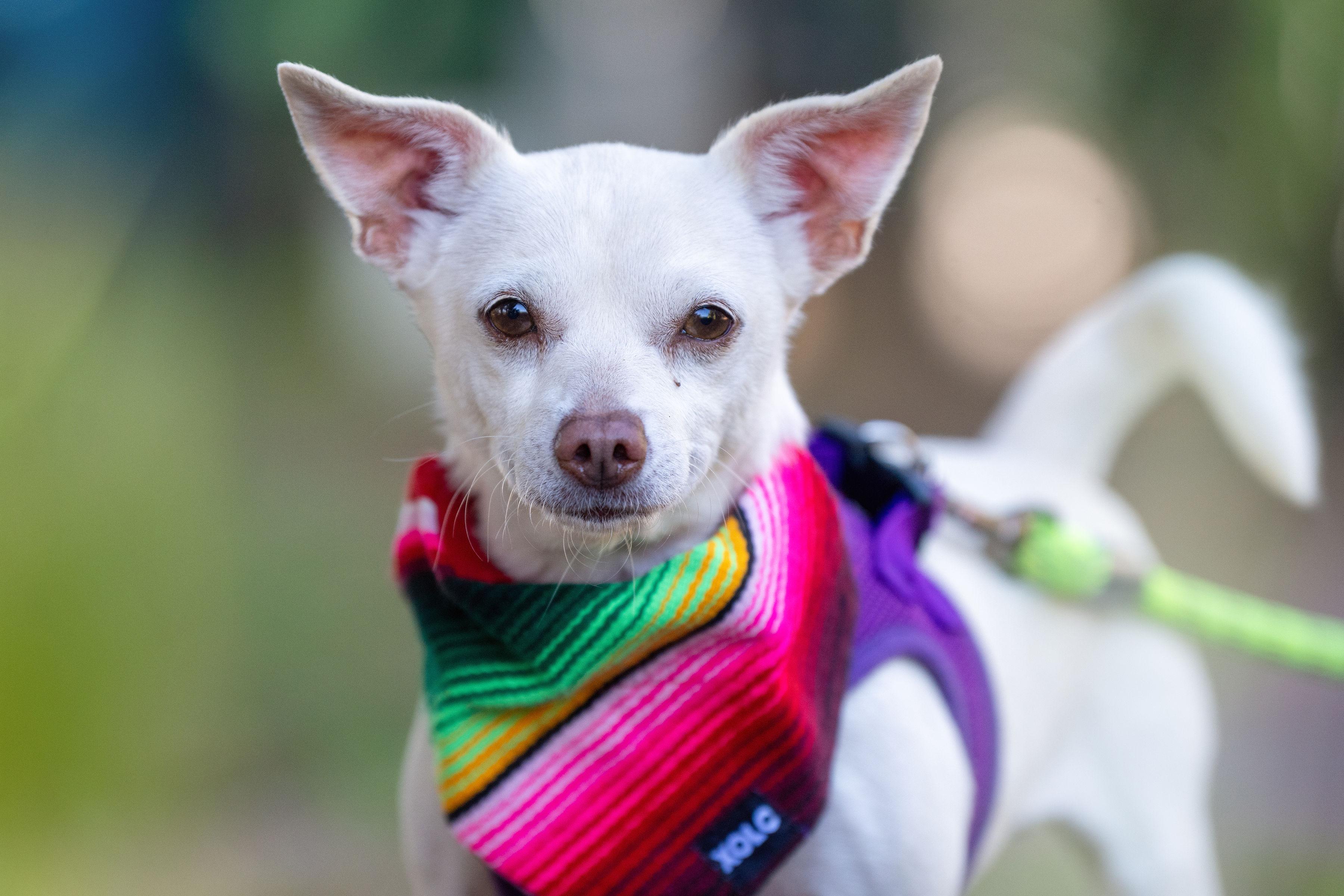 Rubi, adopted, Young Female Chihuahua.