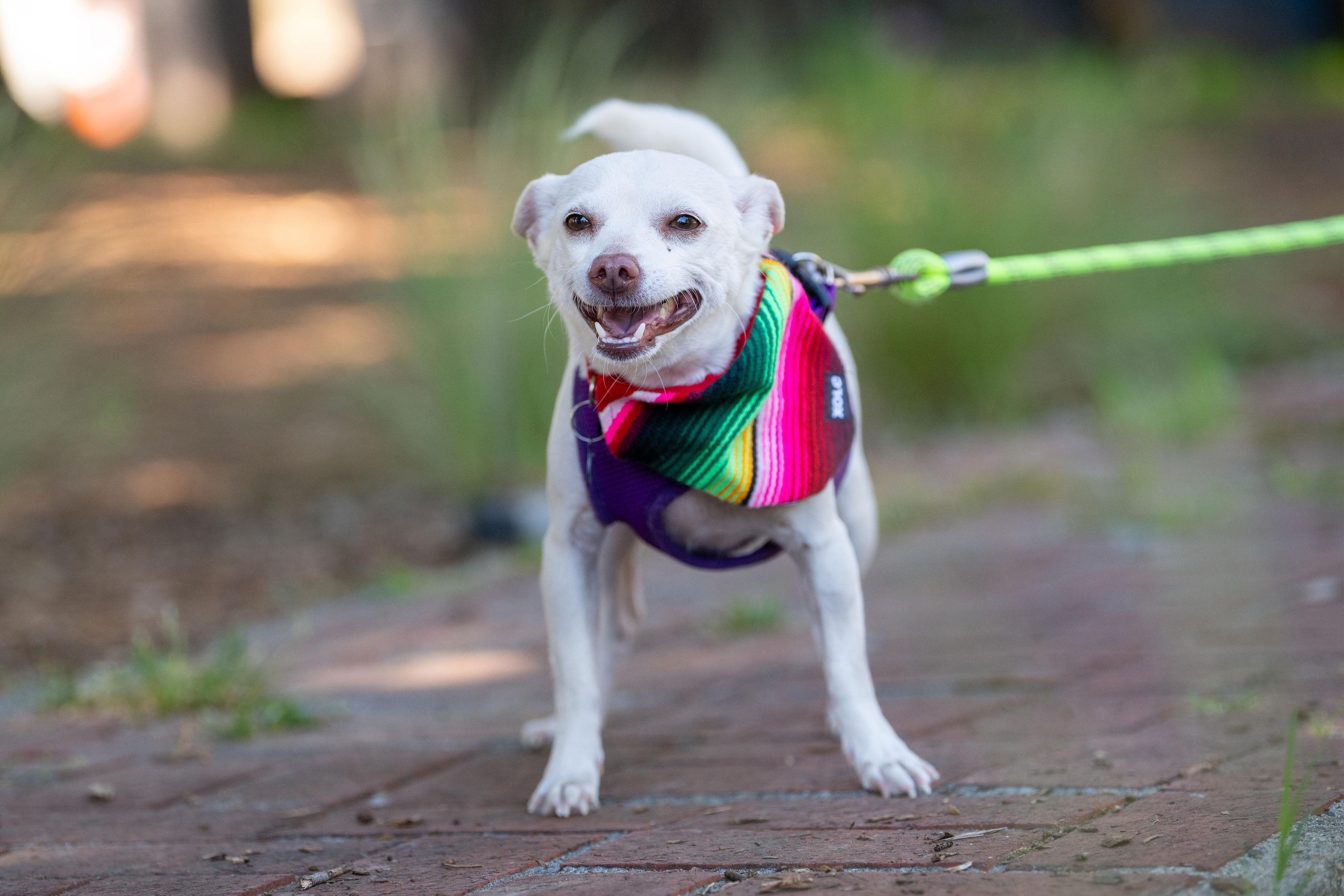 Enlarge Rubi, an adopted mixed breed in Santa Rosa, CA image 3/5