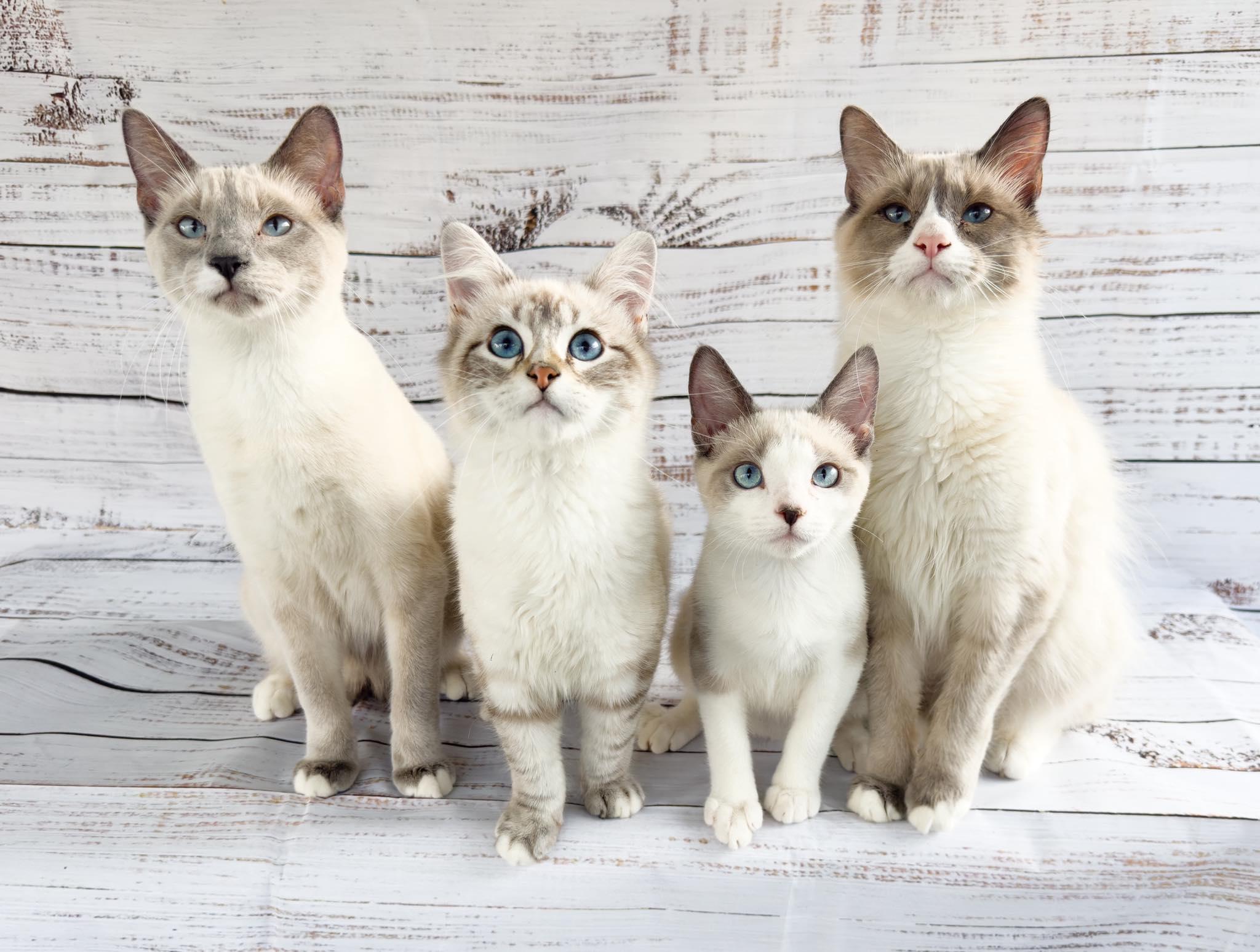 WATSON, an adopted Siamese in Flint, TX image 5/5