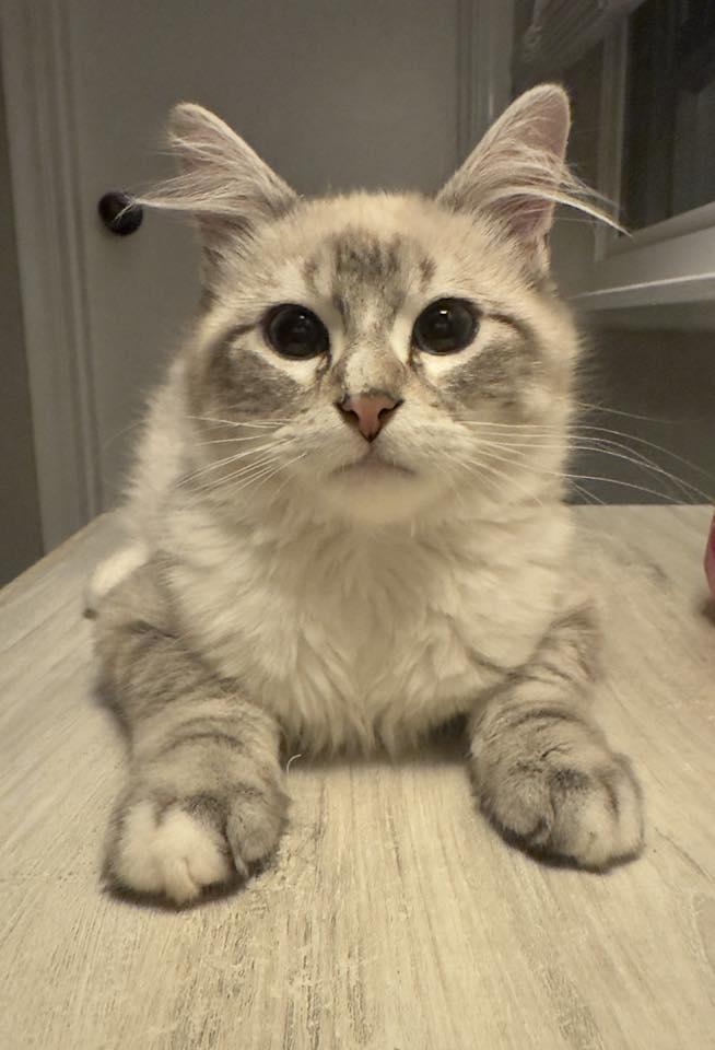 WATSON, adopted, Kitten Male Siamese.