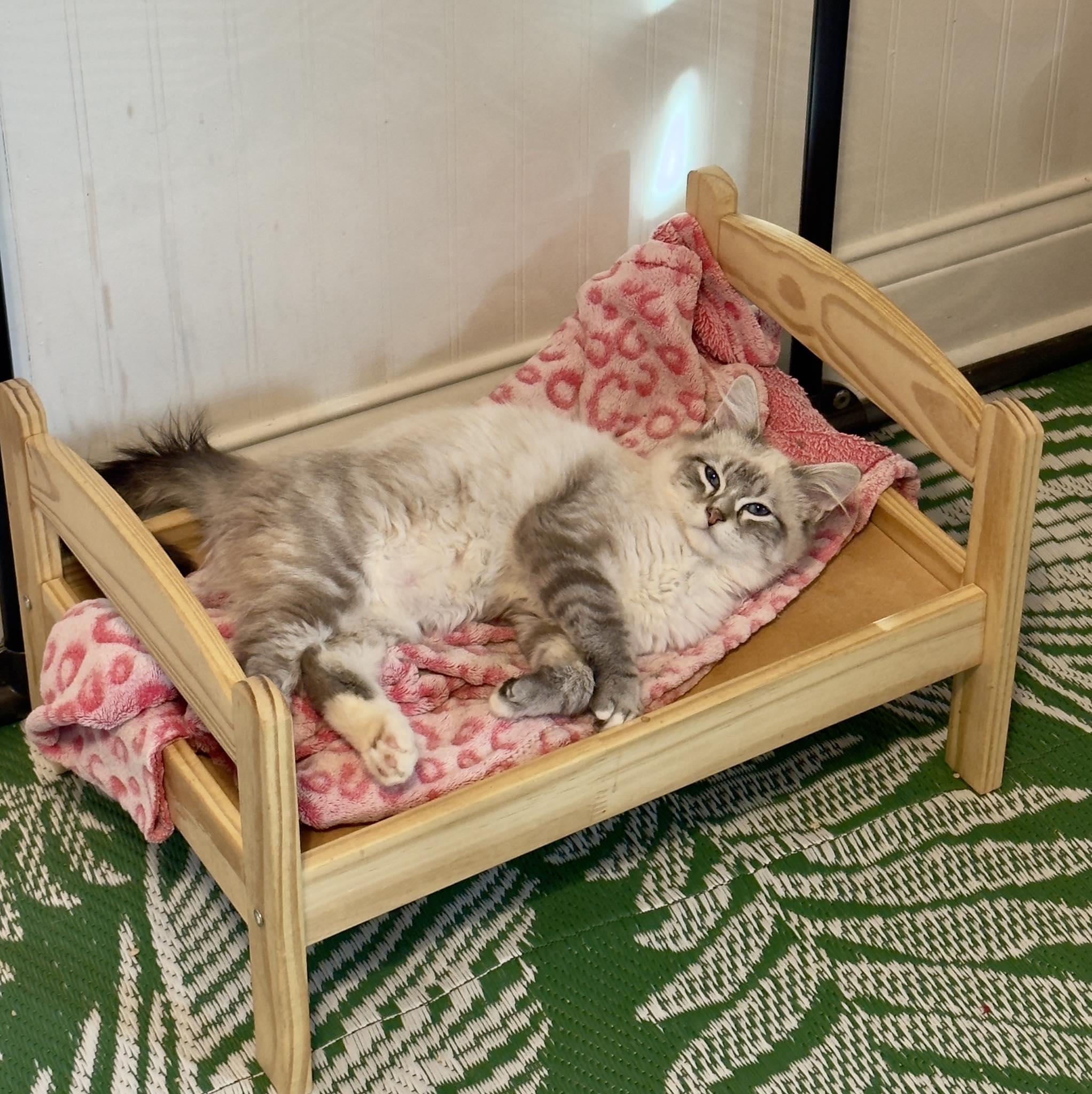 WATSON, an adopted Siamese in Flint, TX image 2/5