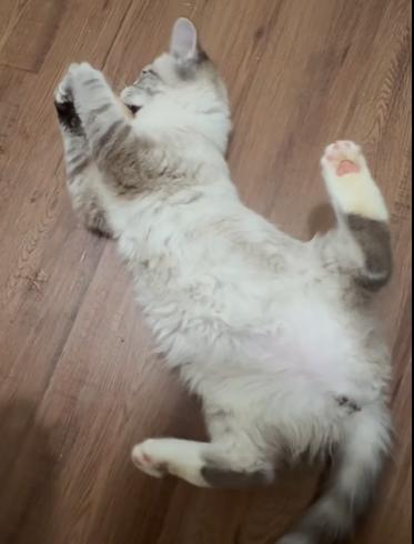 WATSON, an adopted Siamese in Flint, TX image 3/5