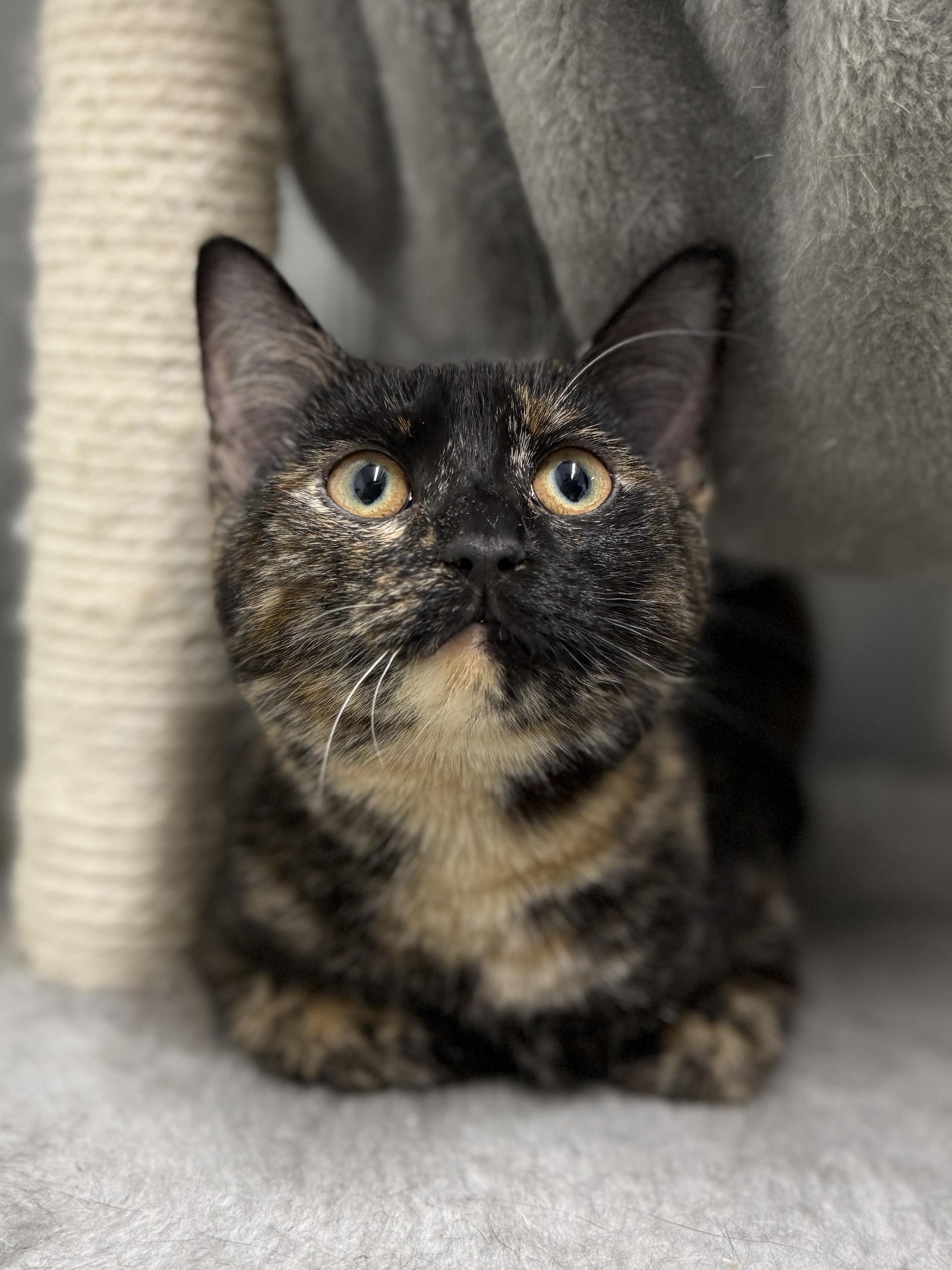Toffee, ADOPTABLE, Young Female Domestic Short Hair.