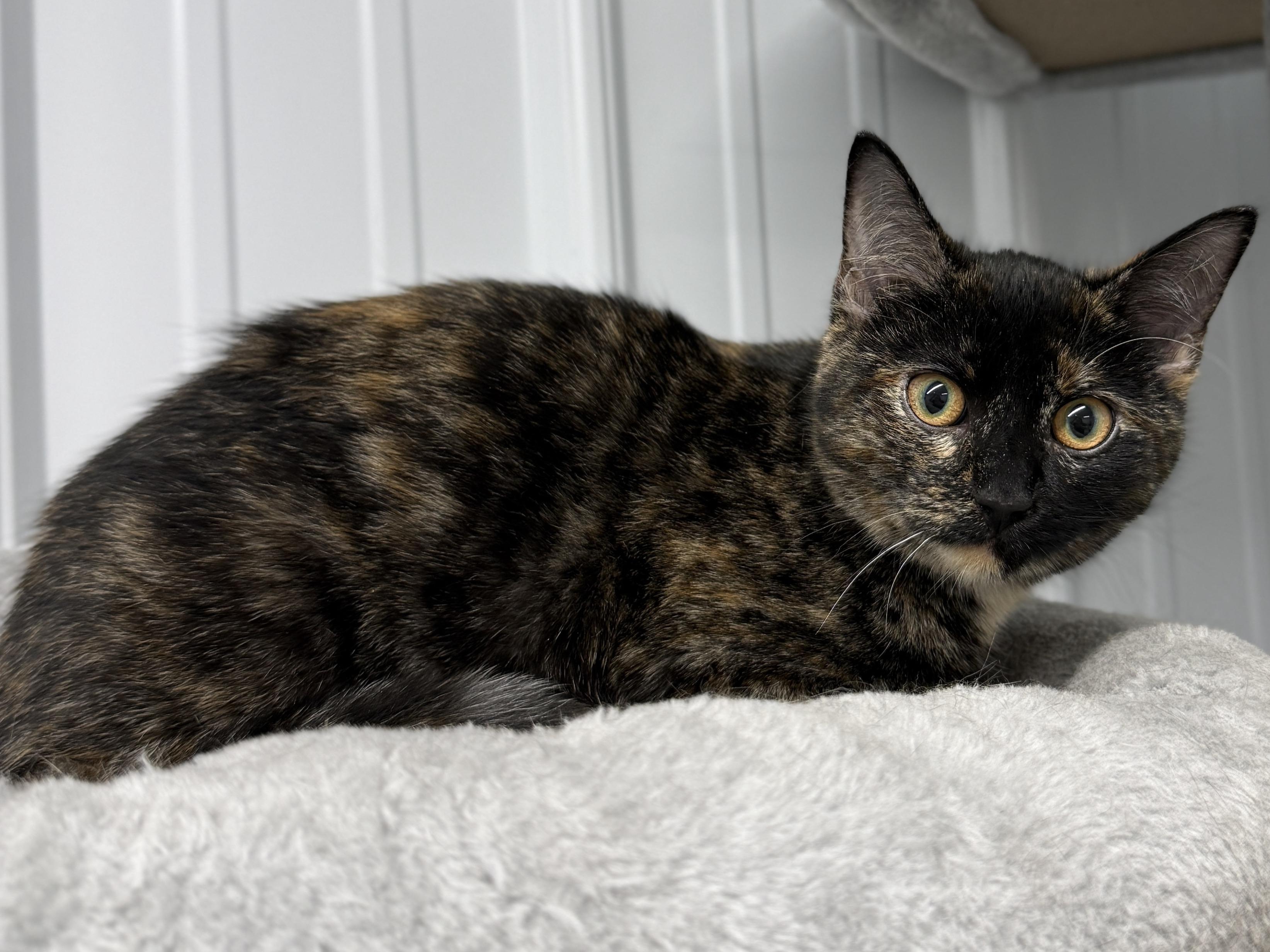 Enlarge Toffee, a ADOPTABLE mixed breed in Wautoma, WI image 3/3