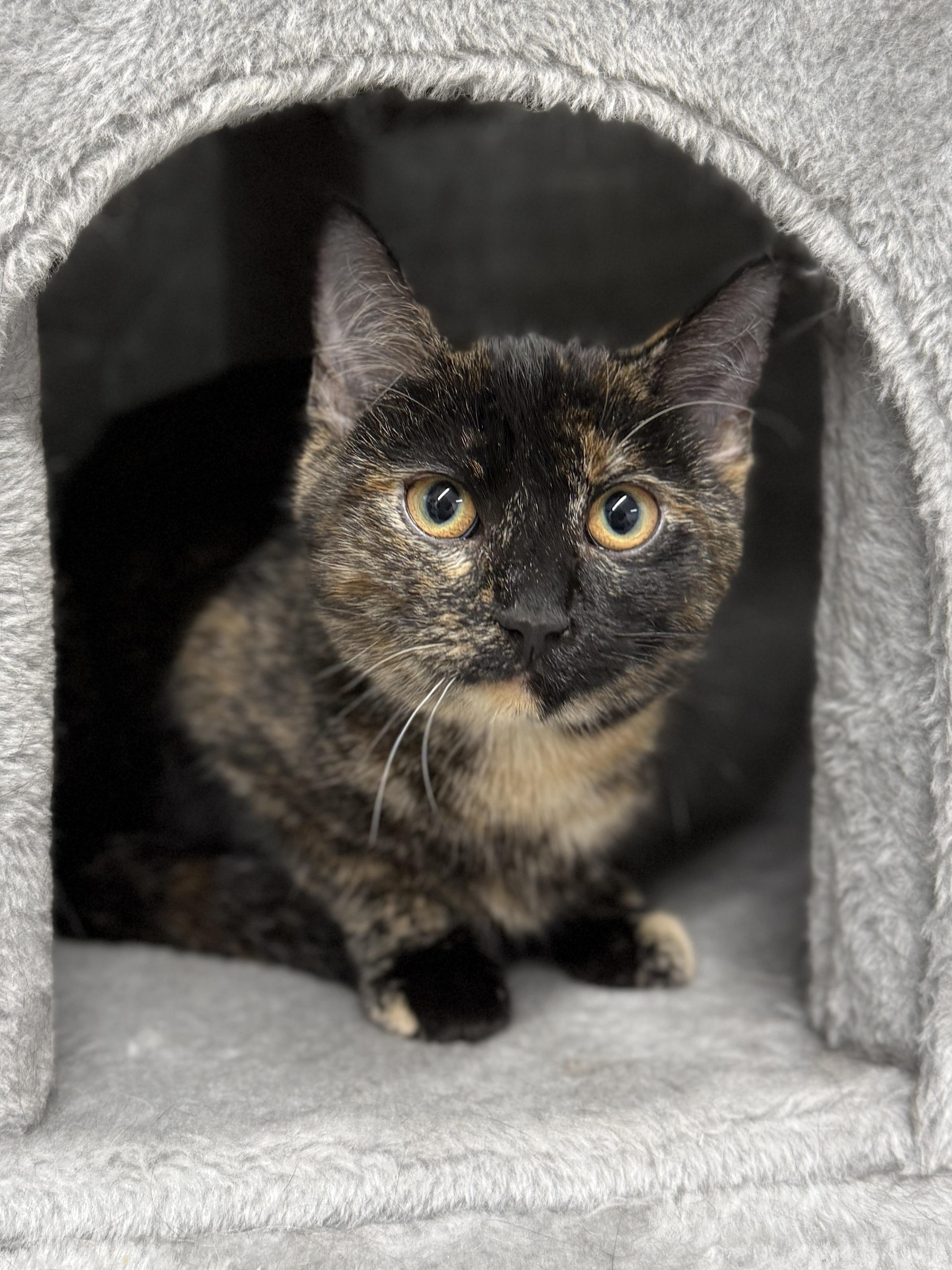 Enlarge Toffee, a ADOPTABLE mixed breed in Wautoma, WI image 2/3