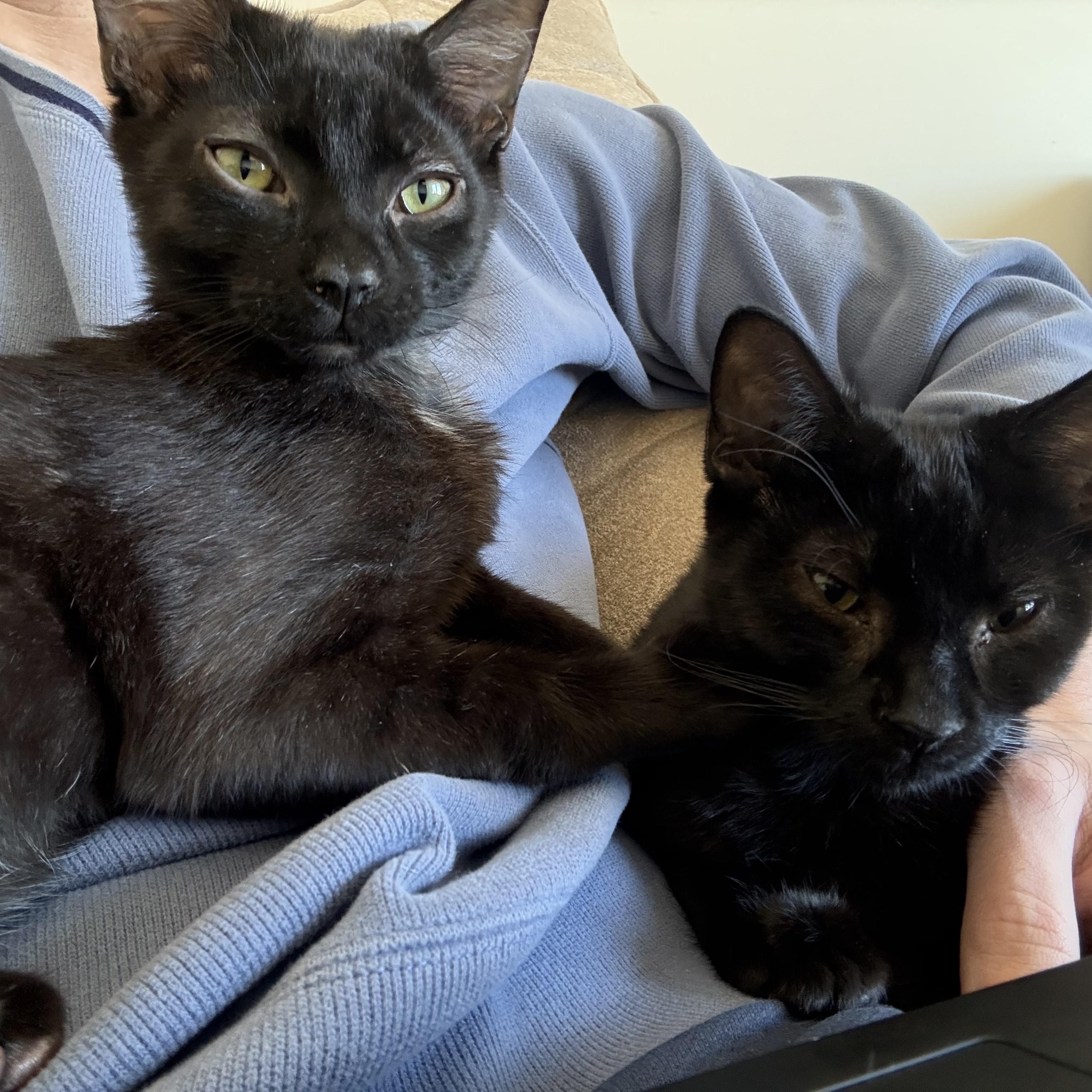 Enlarge Heba (bonded with Ink), a Adoptable Domestic Short Hair in Scarborough, ON image 3/6