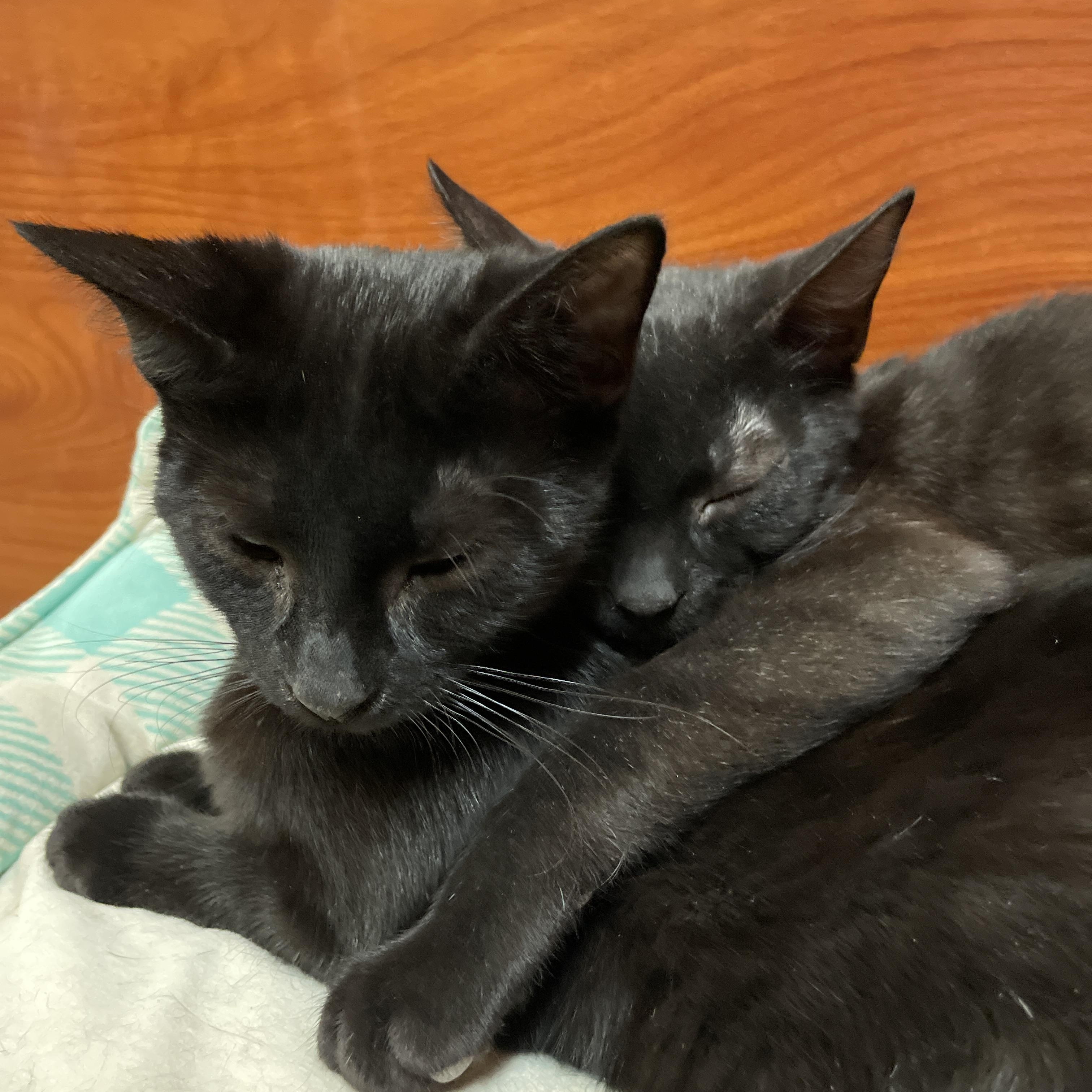 Enlarge Heba (bonded with Ink), a Adoptable Domestic Short Hair in Scarborough, ON image 2/6