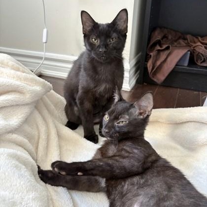 Enlarge Heba (bonded with Ink), a Adoptable Domestic Short Hair in Scarborough, ON image 4/6