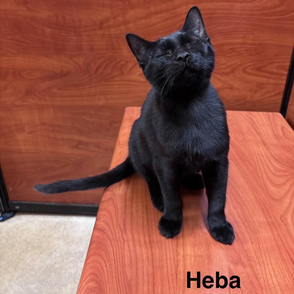 Heba (bonded with Ink), Adoptable, Kitten Female Domestic Short Hair.