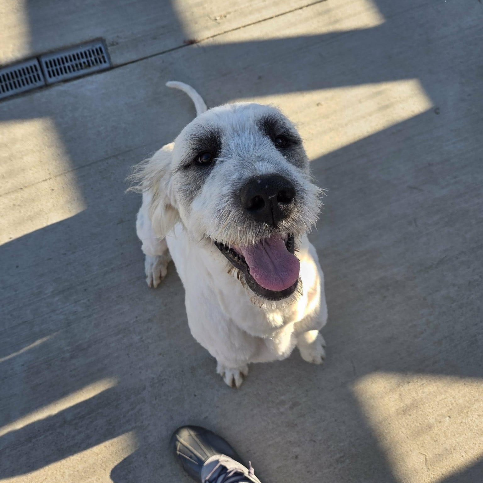 Bruiser, a Adoptable mixed breed in Nicholasville, KY image 5/6