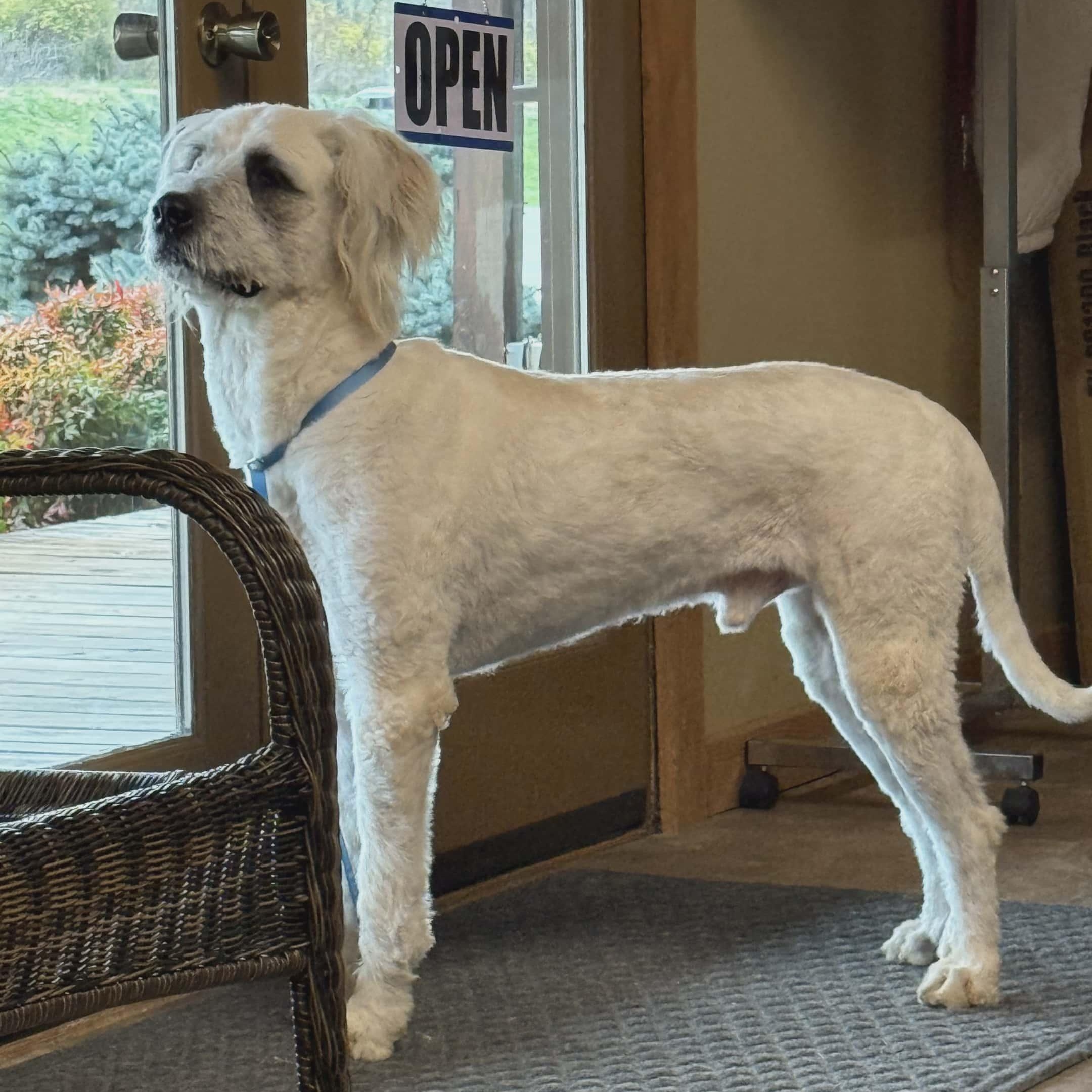 Bruiser, Adoptable, Young Male Irish Wolfhound.