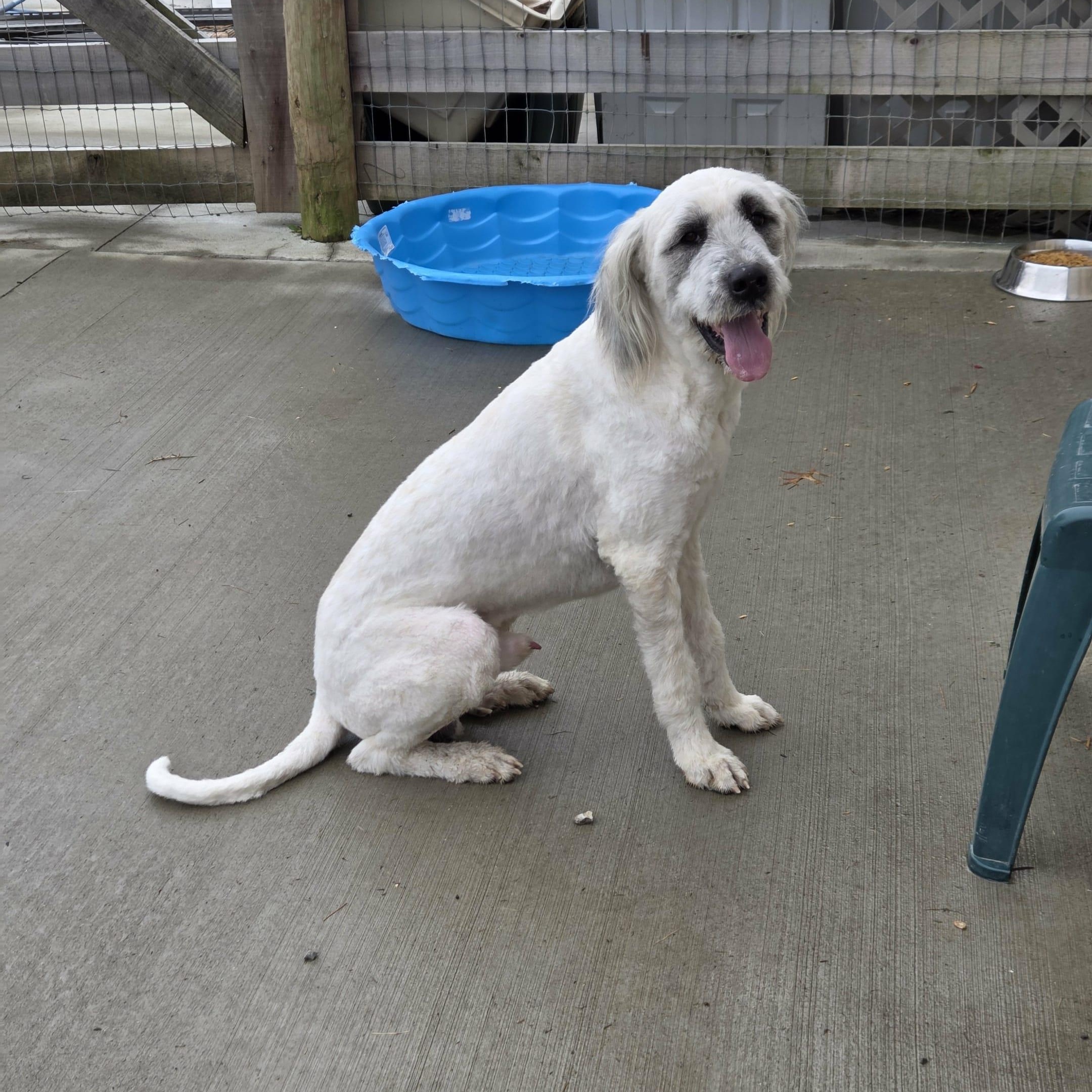 Bruiser, a Adoptable mixed breed in Nicholasville, KY image 3/6
