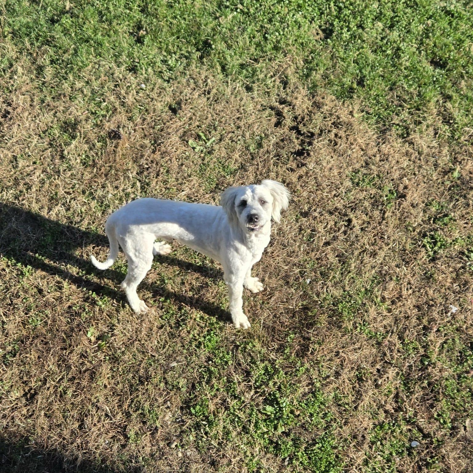 Bruiser, a Adoptable mixed breed in Nicholasville, KY image 6/6